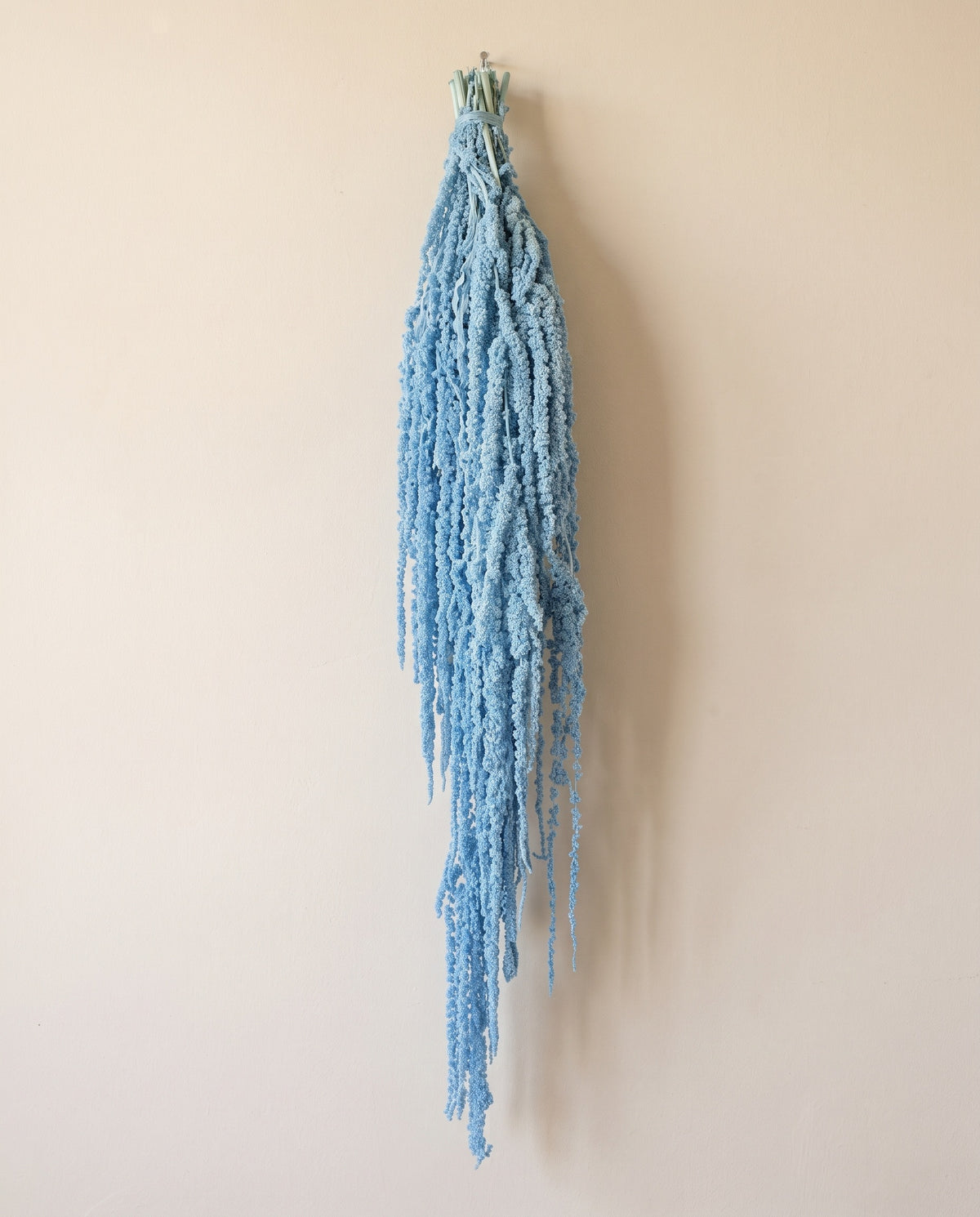Amaranthus preservado azul claro colgando, sobre fondo crema.