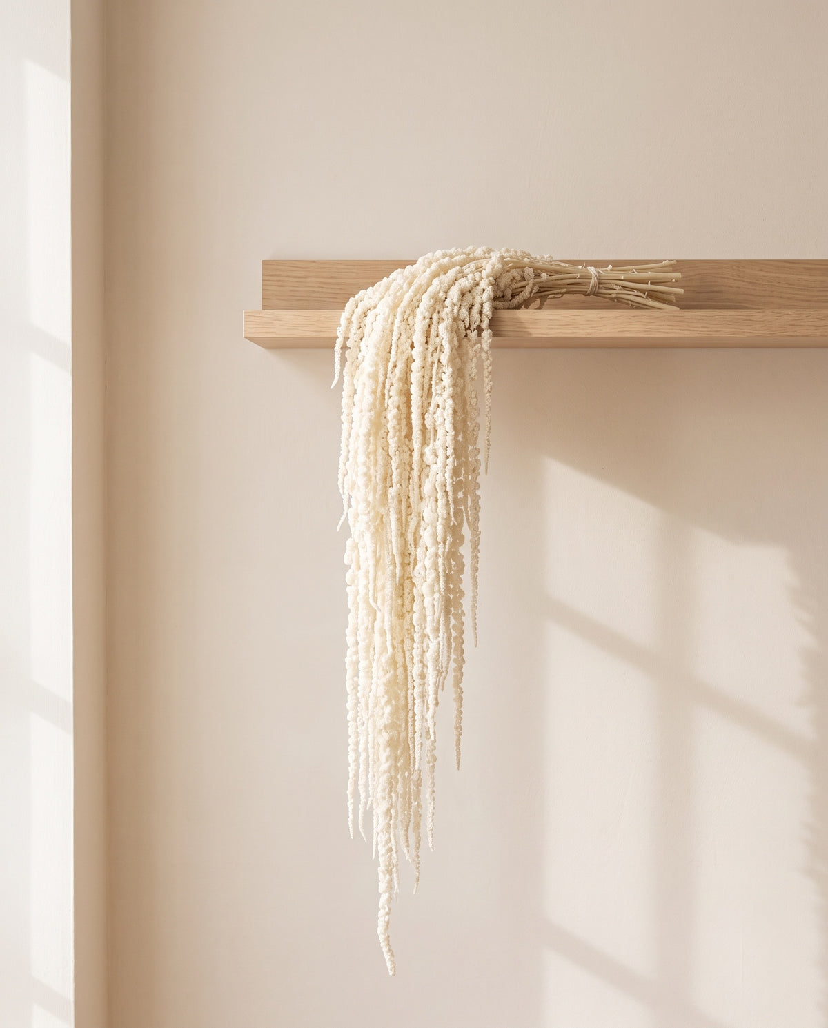 Amaranthus preservado blanco colgando de una balda de madera. Balda no incluida.