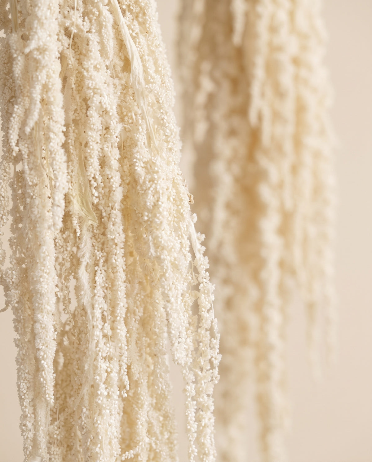 Detalle de cerca de amaranthus preservado blanco.