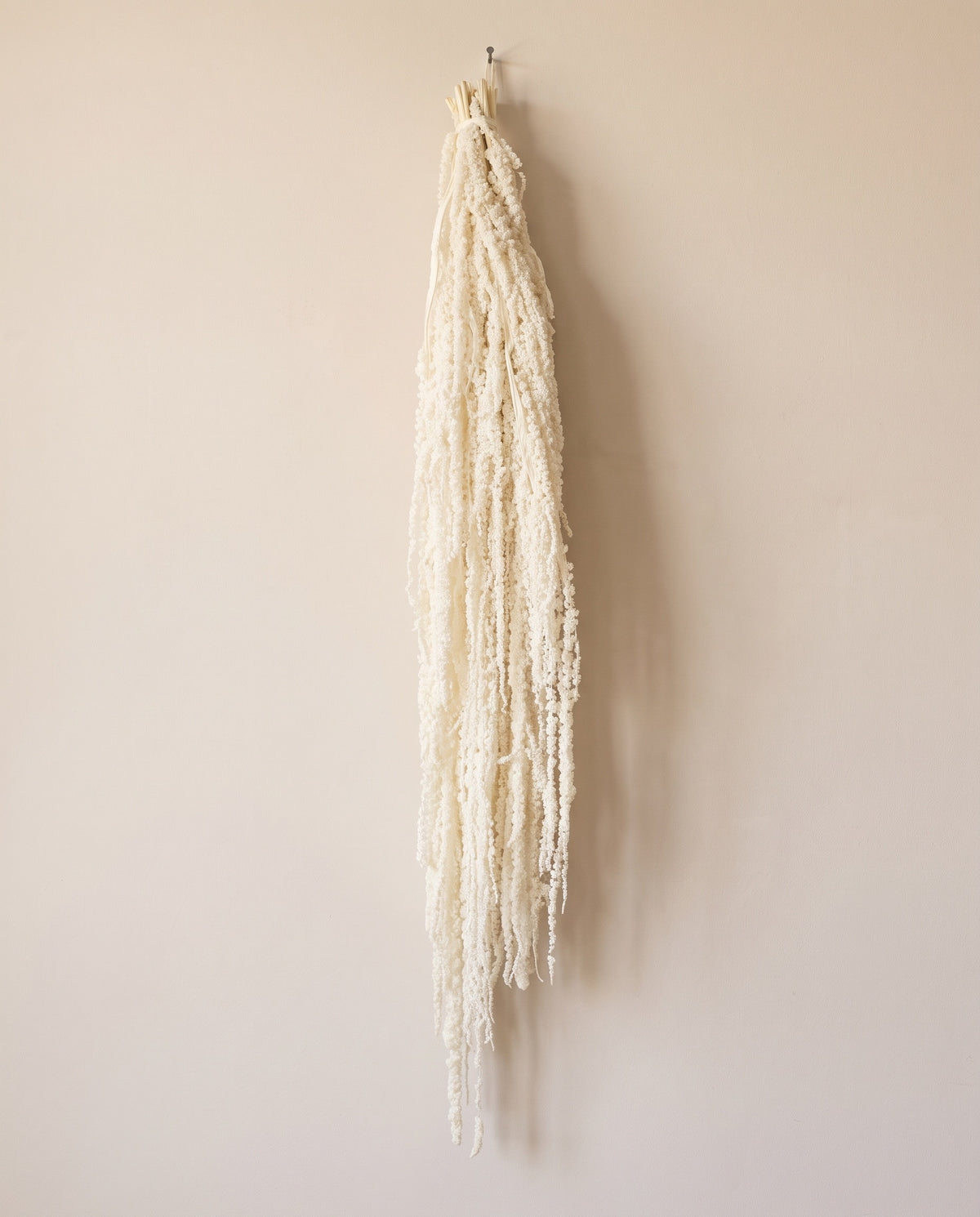 Amaranthus preservado blanco colgando, sobre fondo crema.