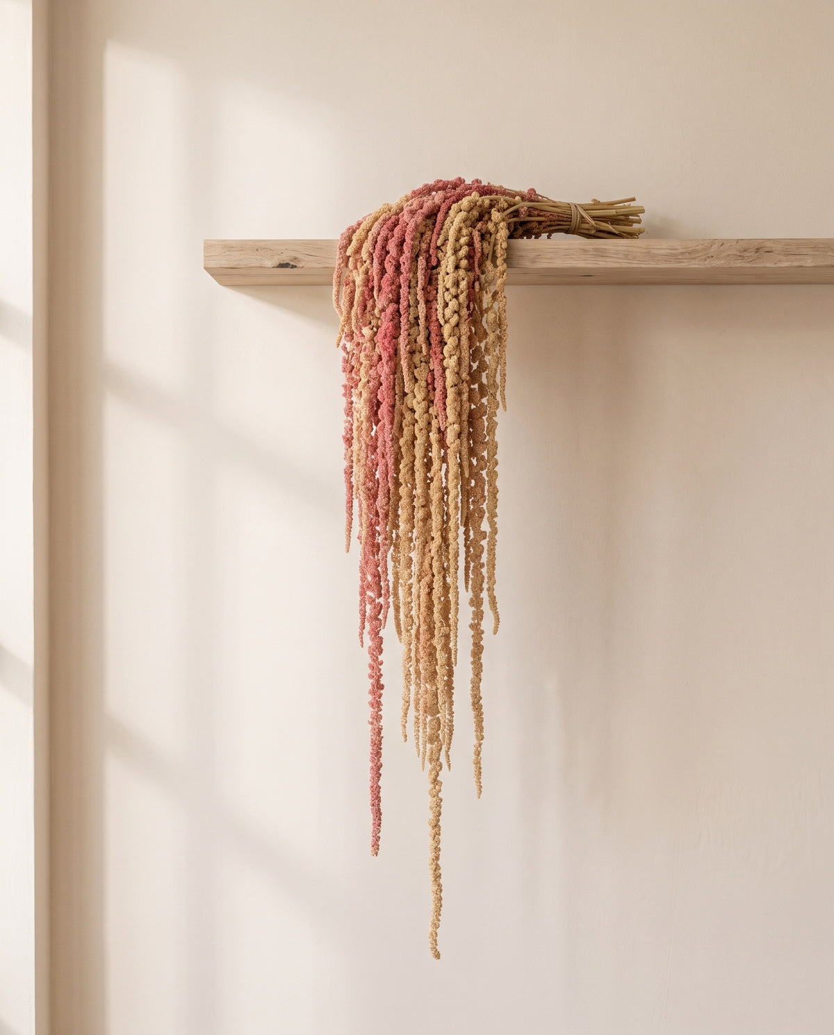 Amaranto preservado creme e rosa pendurado numa prateleira de madeira. Prateleira não incluída.
