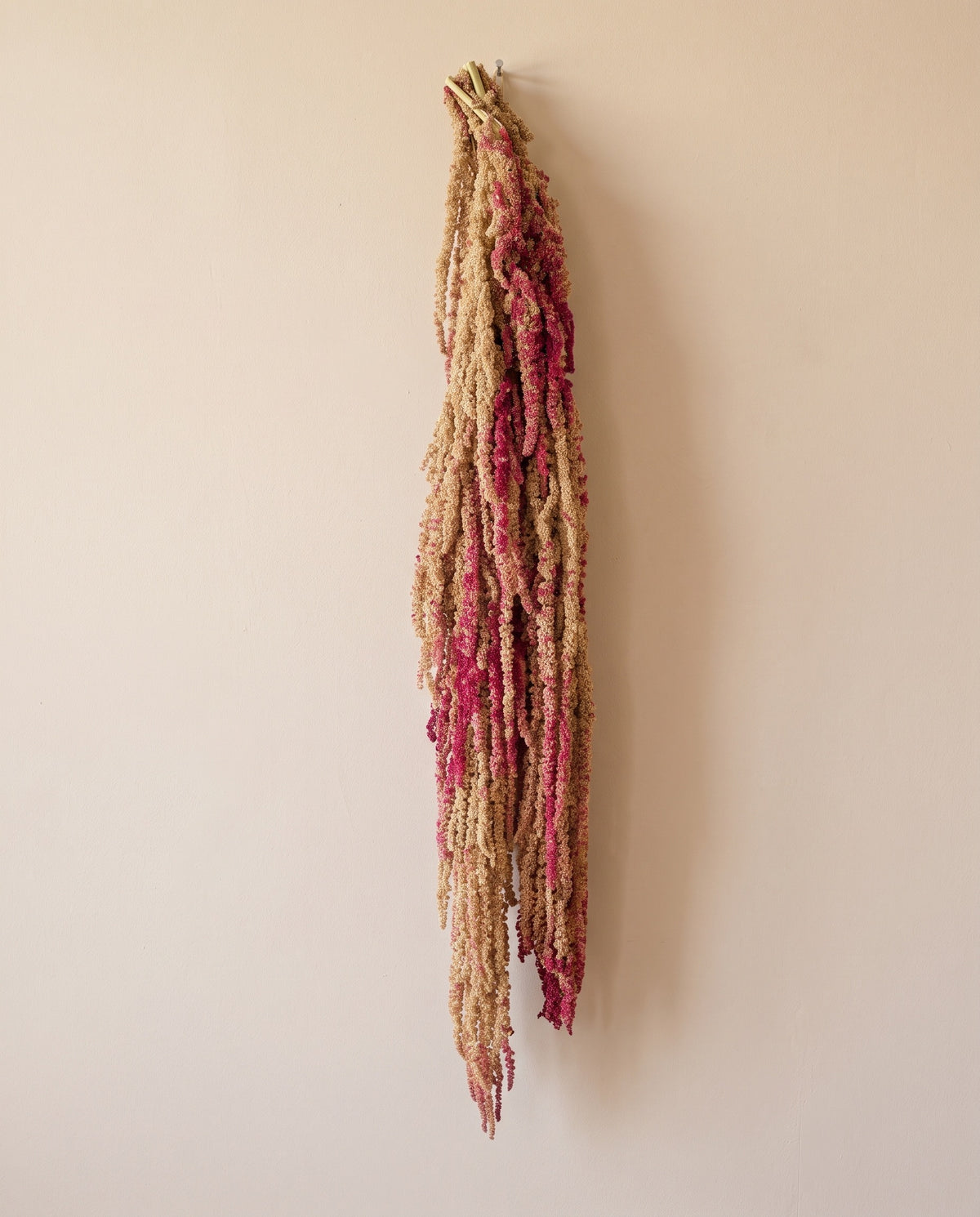 Amaranto preservado creme e rosa pendurado, sobre fundo creme.