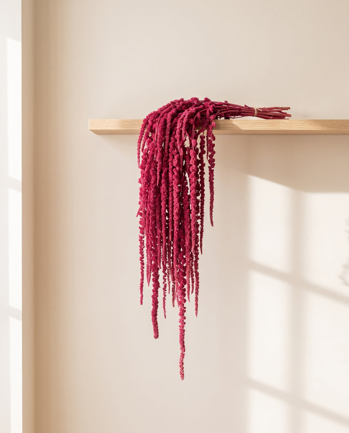 Amaranthus preservado fucsia colgando de una balda de madera. Balda no incluida.