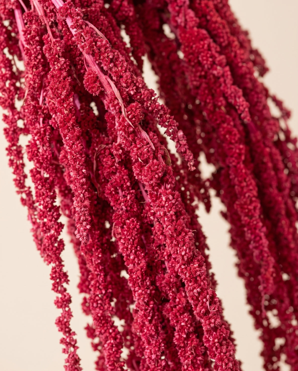 Detalle de cerca de amaranthus preservado fucsia.