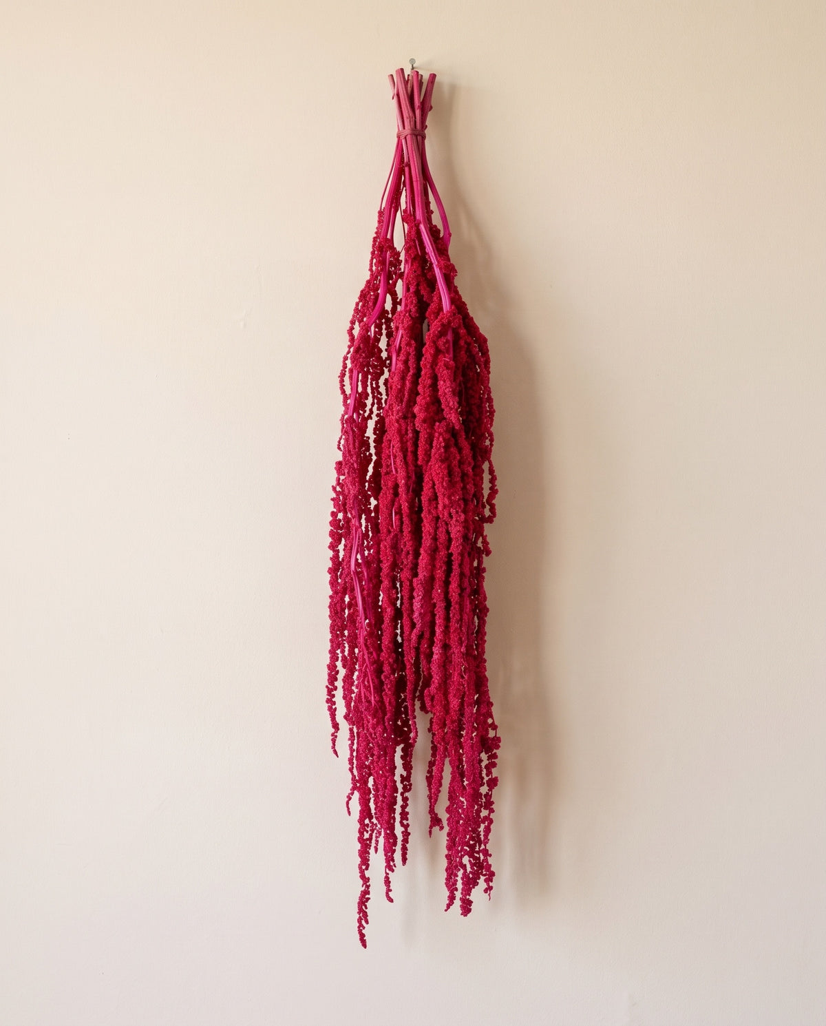 Amaranthus preservado fucsia colgando, sobre fondo crema.