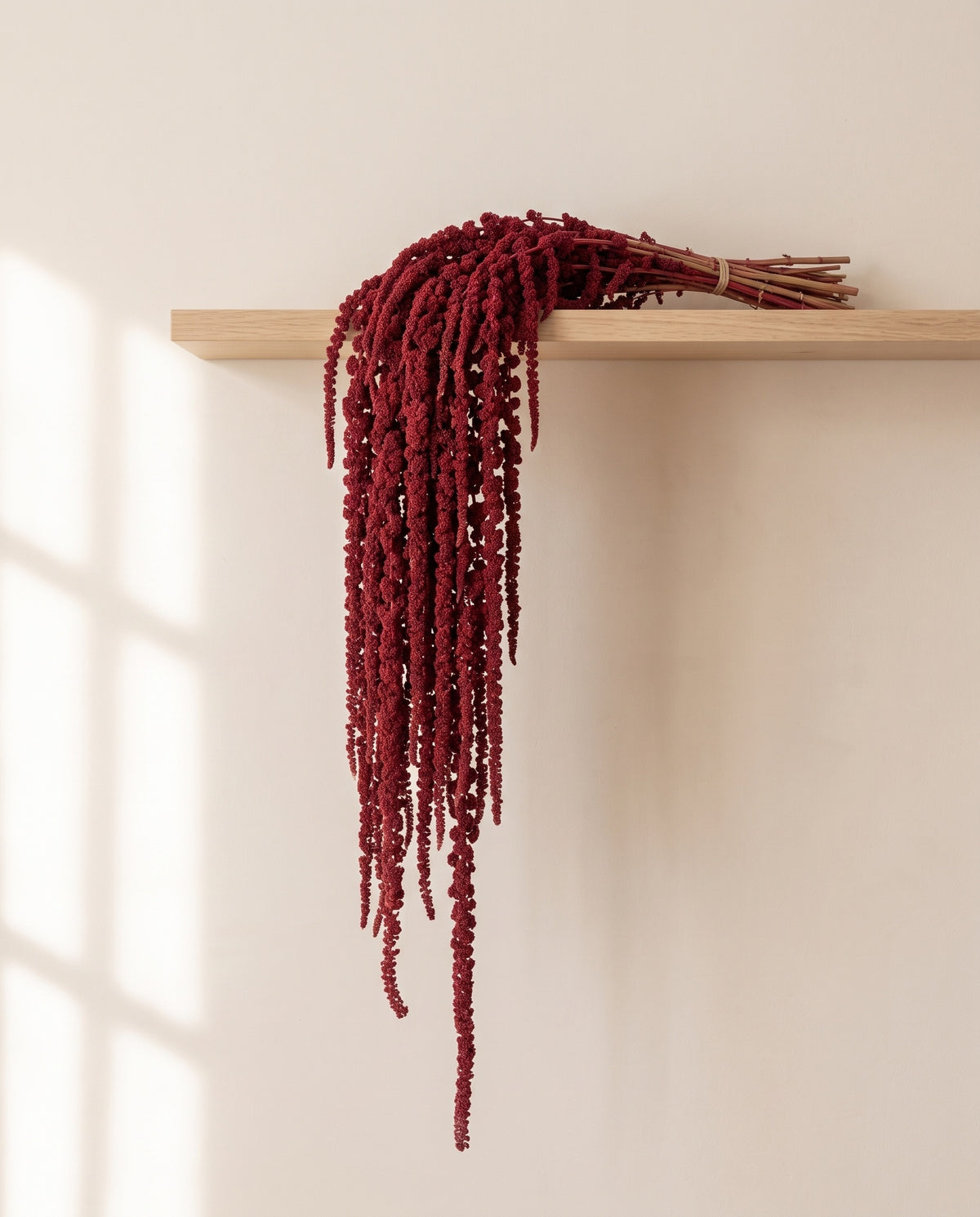 Amaranthus preservado granate colgando de una balda de madera. Balda no incluida.