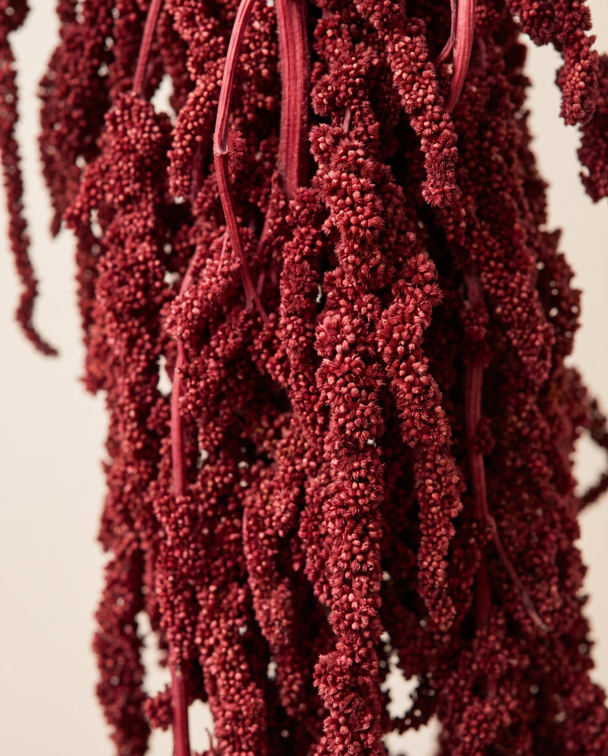 Detalle de cerca de amaranthus preservado granate.
