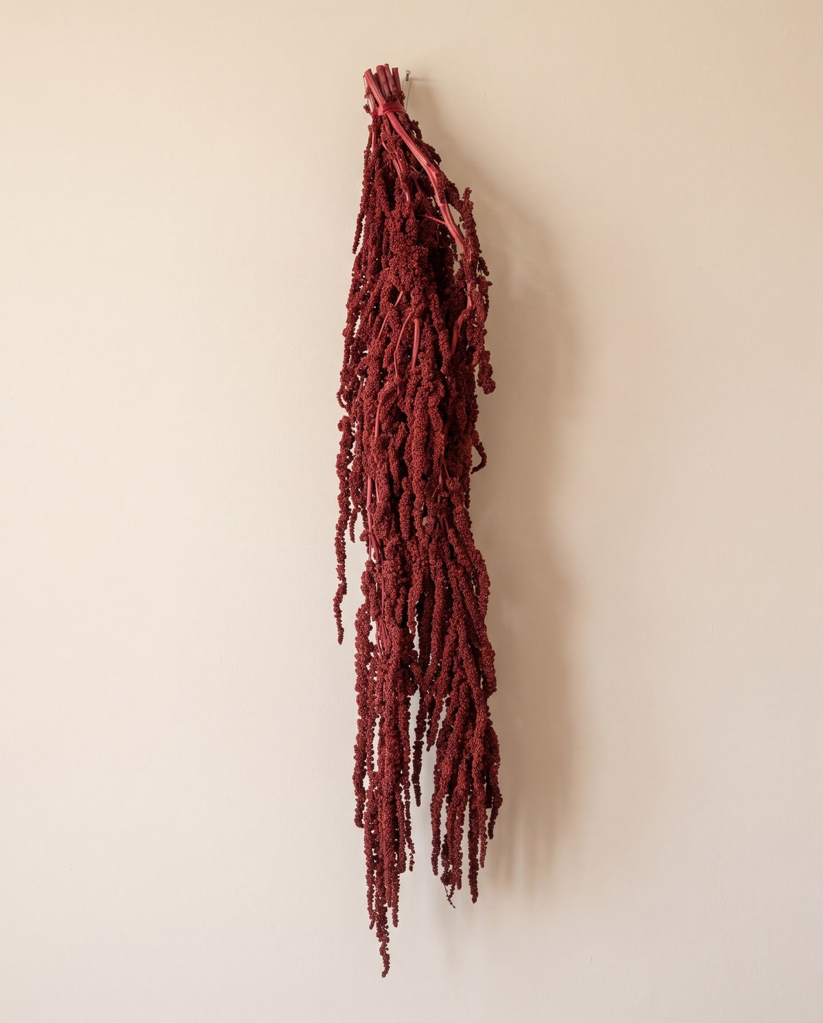 Amaranthus preservado granate colgando, sobre fondo crema.