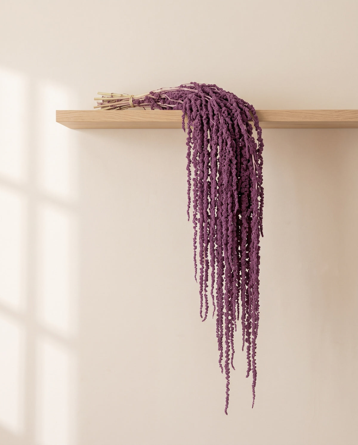 Amaranthus preservado lavanda colgando de una balda de madera. Balda no incluida.