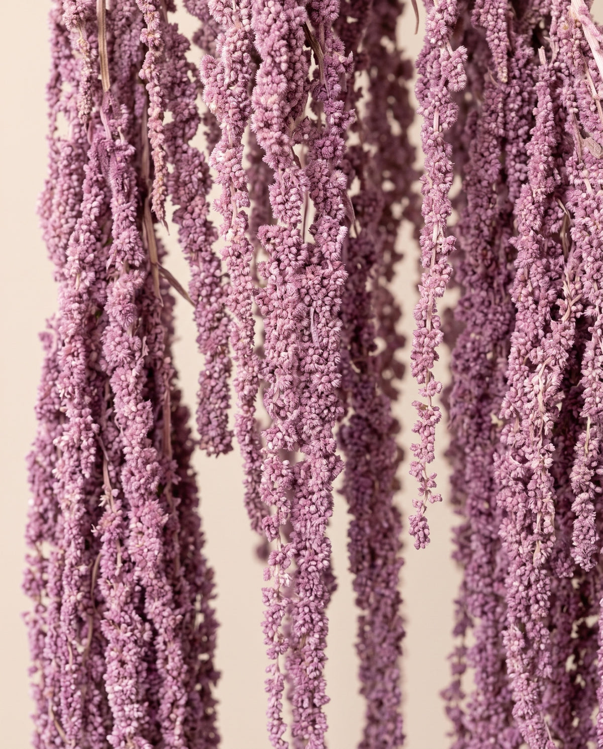 Detalle de cerca de amaranthus preservado lavanda.