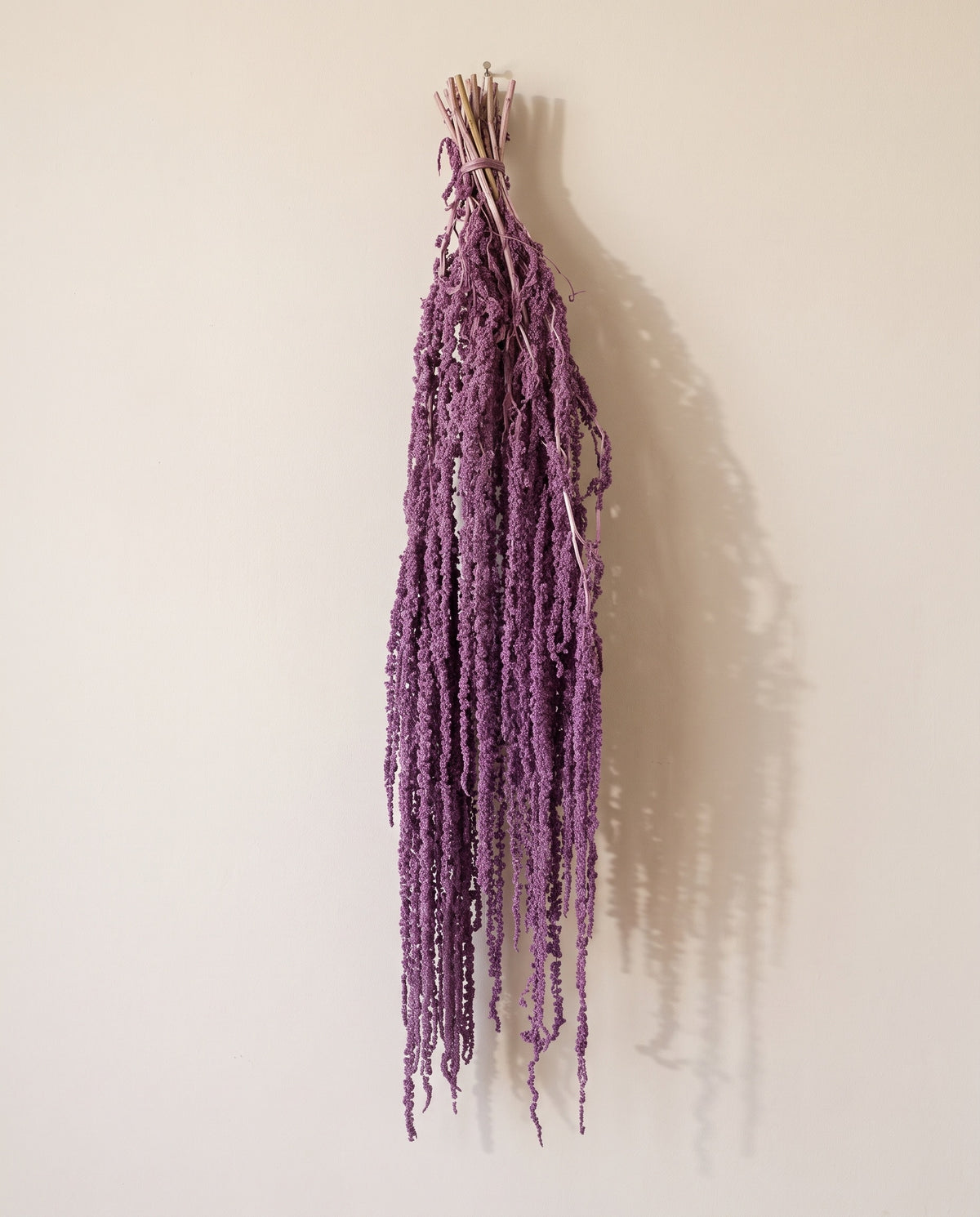 Amaranthus preservado lavanda colgando, sobre fondo crema.