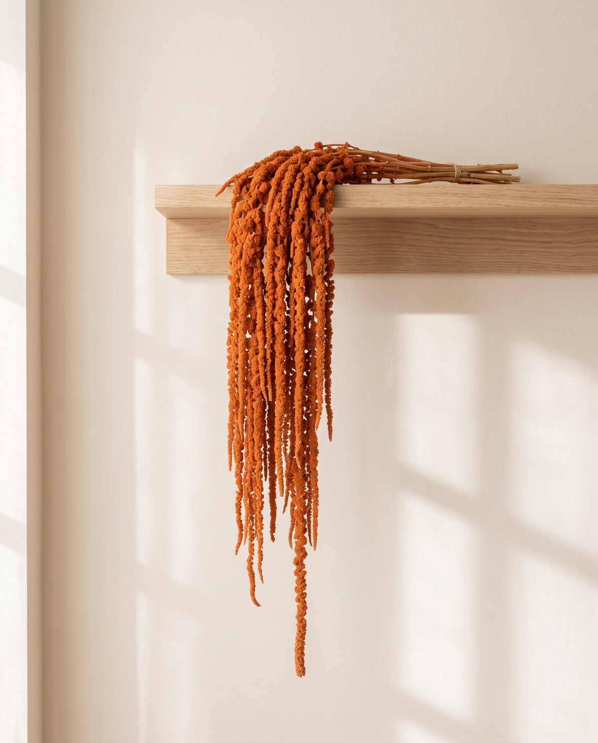 Amaranthus preservado naranja oscuro colgando de una balda de madera. Balda no incluida.