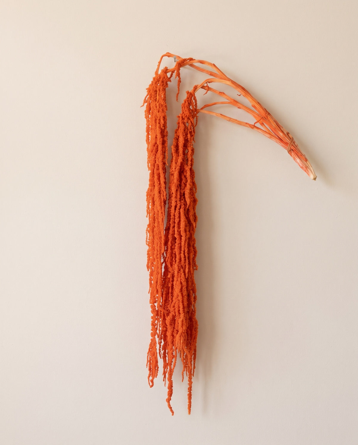 Amaranthus preservado naranja oscuro colgando, sobre fondo crema.