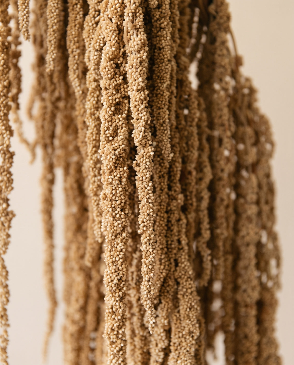 Detalle de cerca de amaranthus preservado natural.