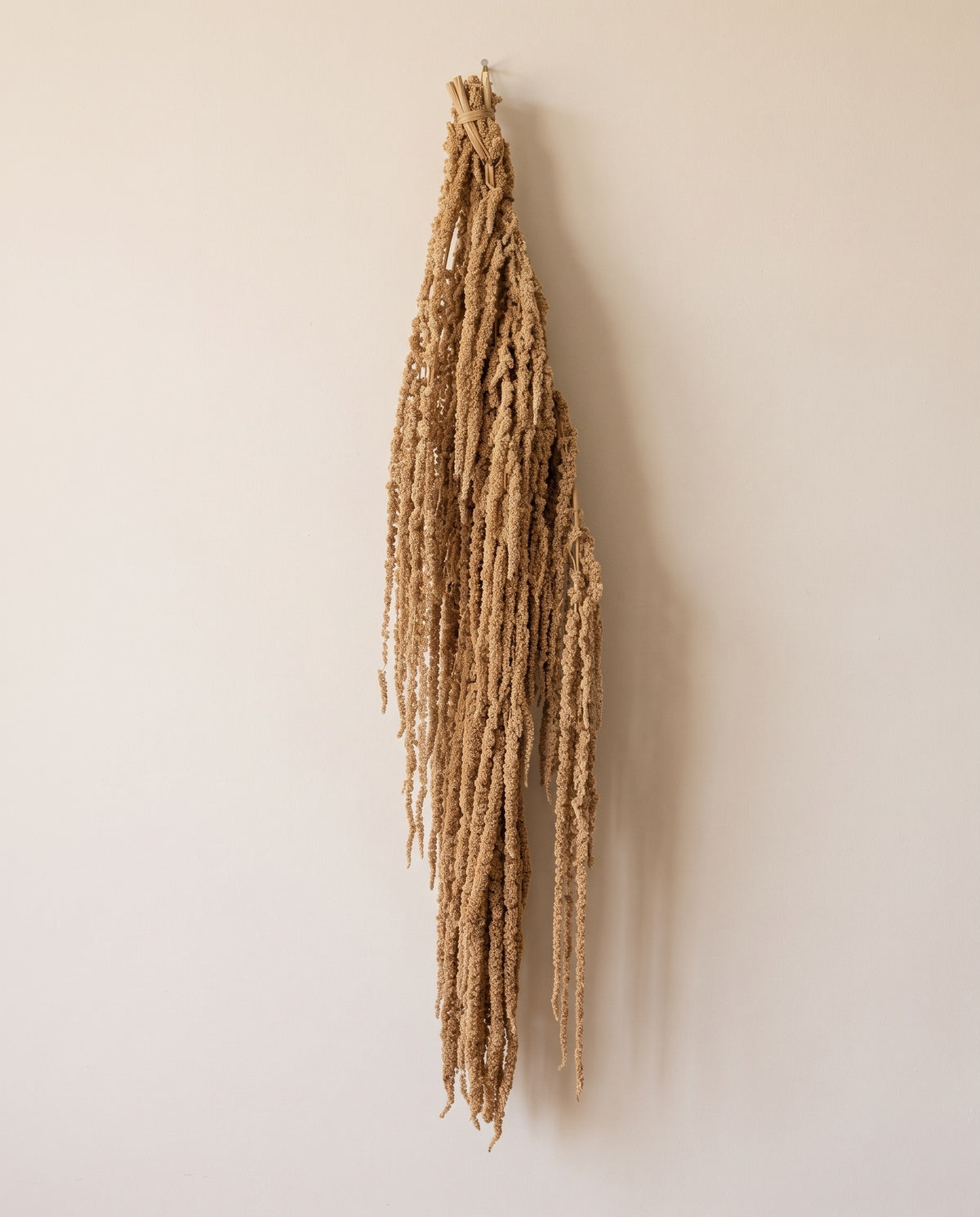 Amaranthus preservado natural colgando, sobre fondo crema.