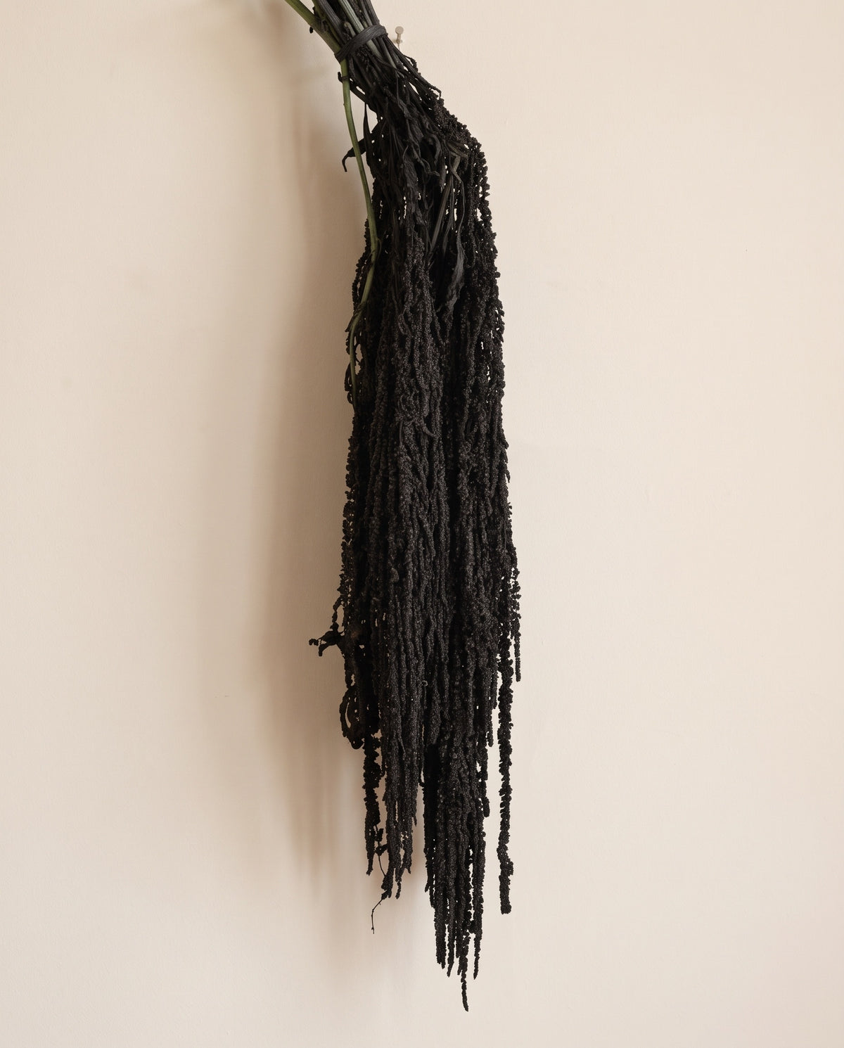 Amaranthus preservado negro colgando, sobre fondo crema.