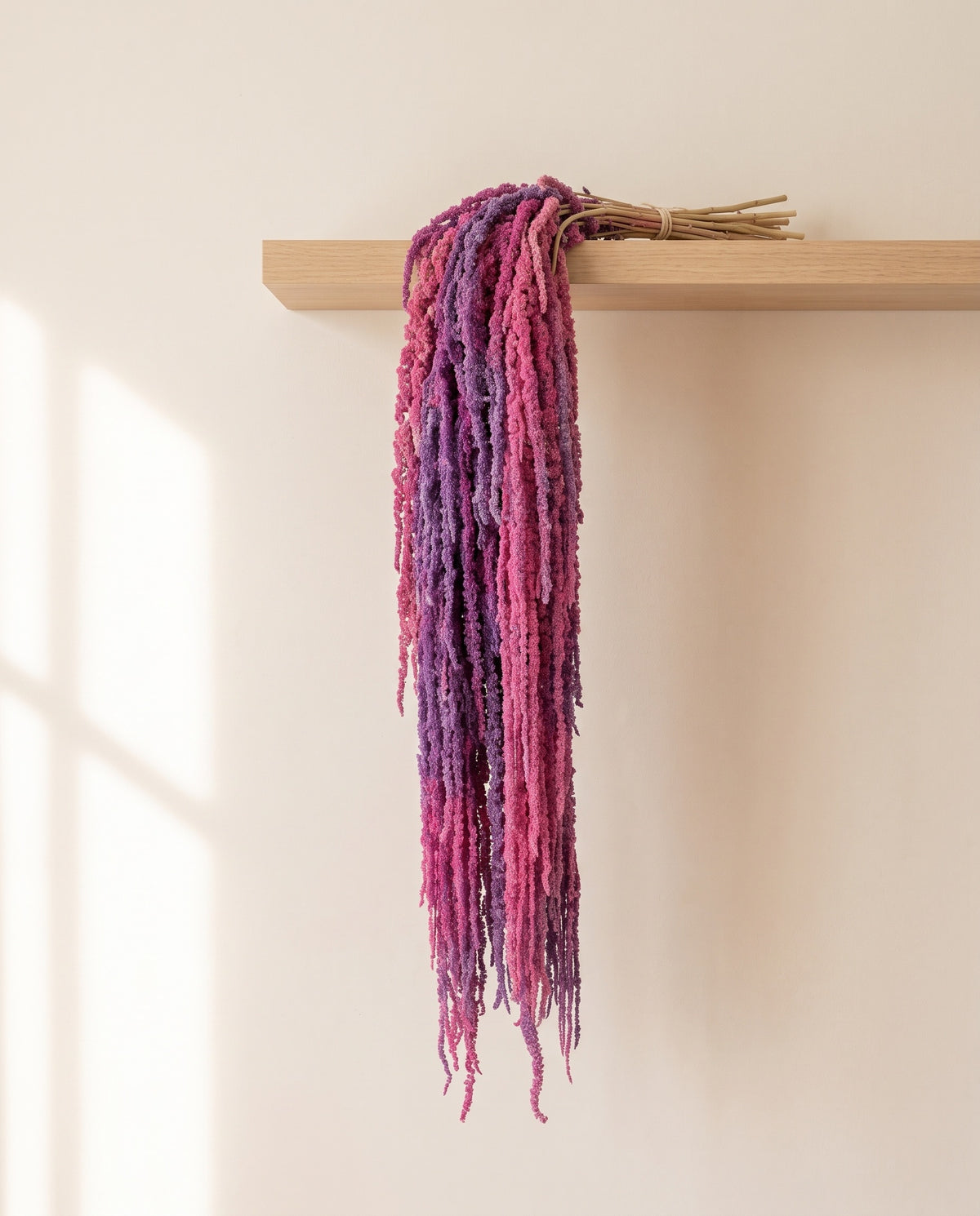 Amaranthus preservado púrpura y rosa colgando de una balda de madera. Balda no incluida.