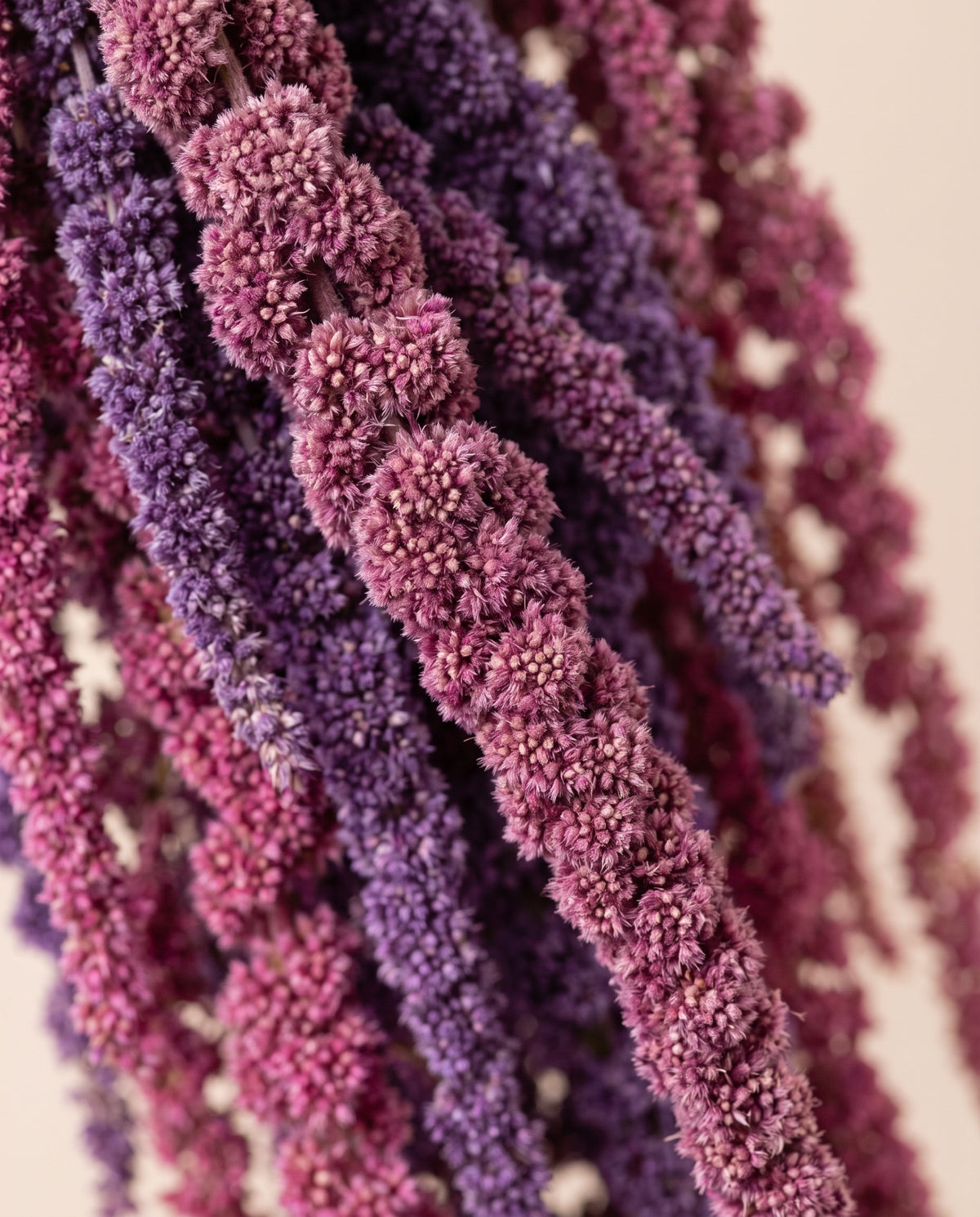 Detalle de cerca de amaranthus preservado púrpura y rosa.
