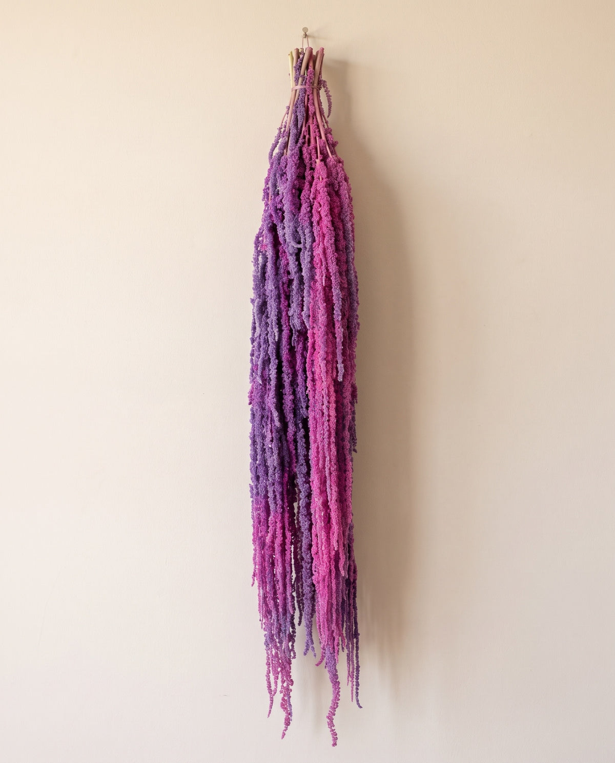 Amaranthus preservado púrpura y rosa colgando, sobre fondo crema.