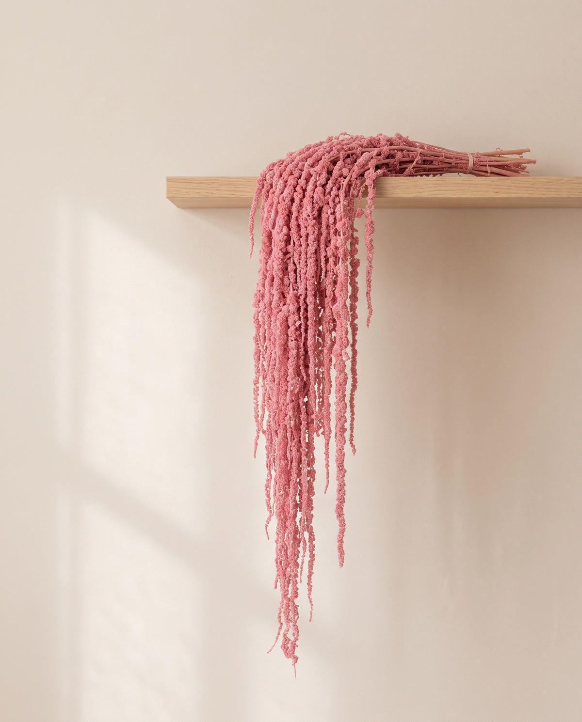 Amaranthus preservado rosa colgando de una balda de madera. Balda no incluida.