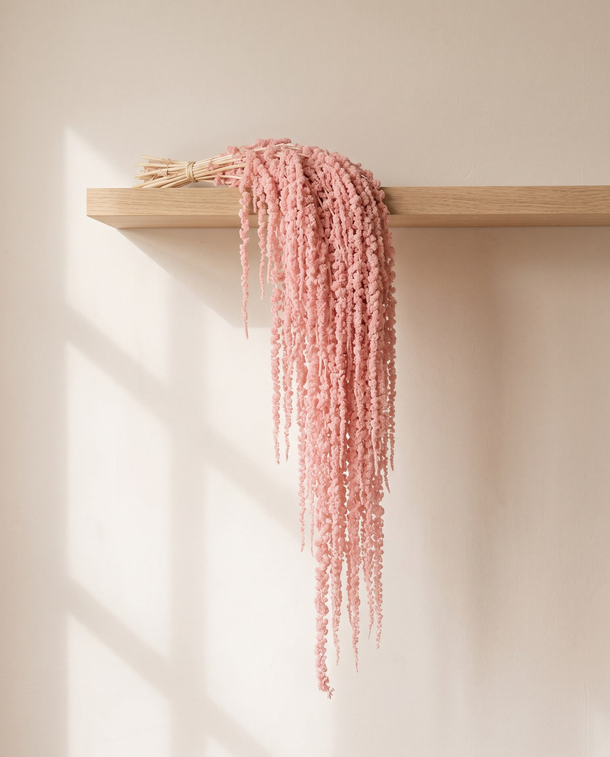 Amaranthus preservado rosa claro colgando de una balda de madera. Balda no incluida.