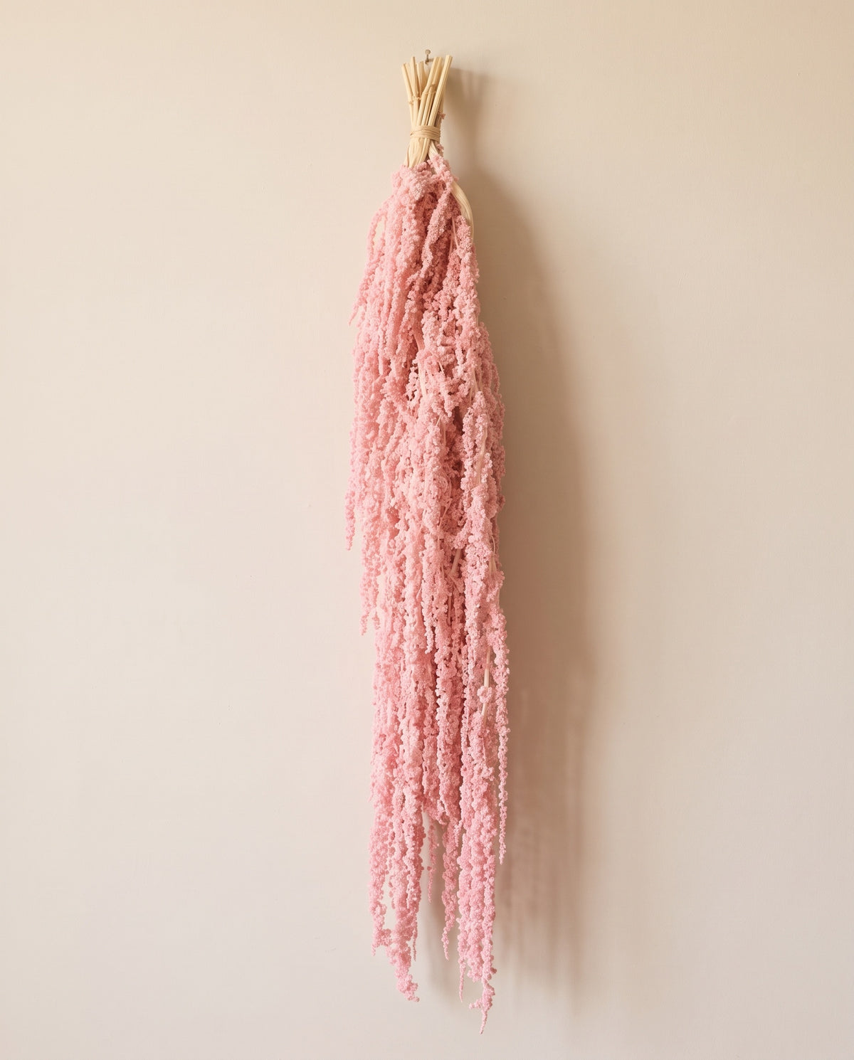 Amaranto preservado rosa-claro pendurado, sobre fundo creme.