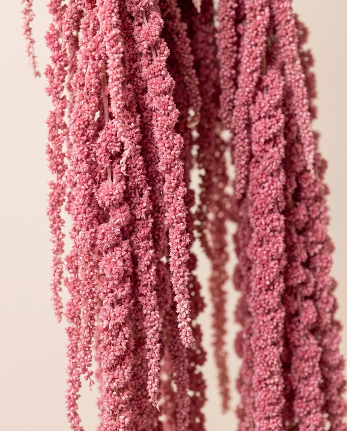 Detalle de cerca de amaranthus preservado rosa.