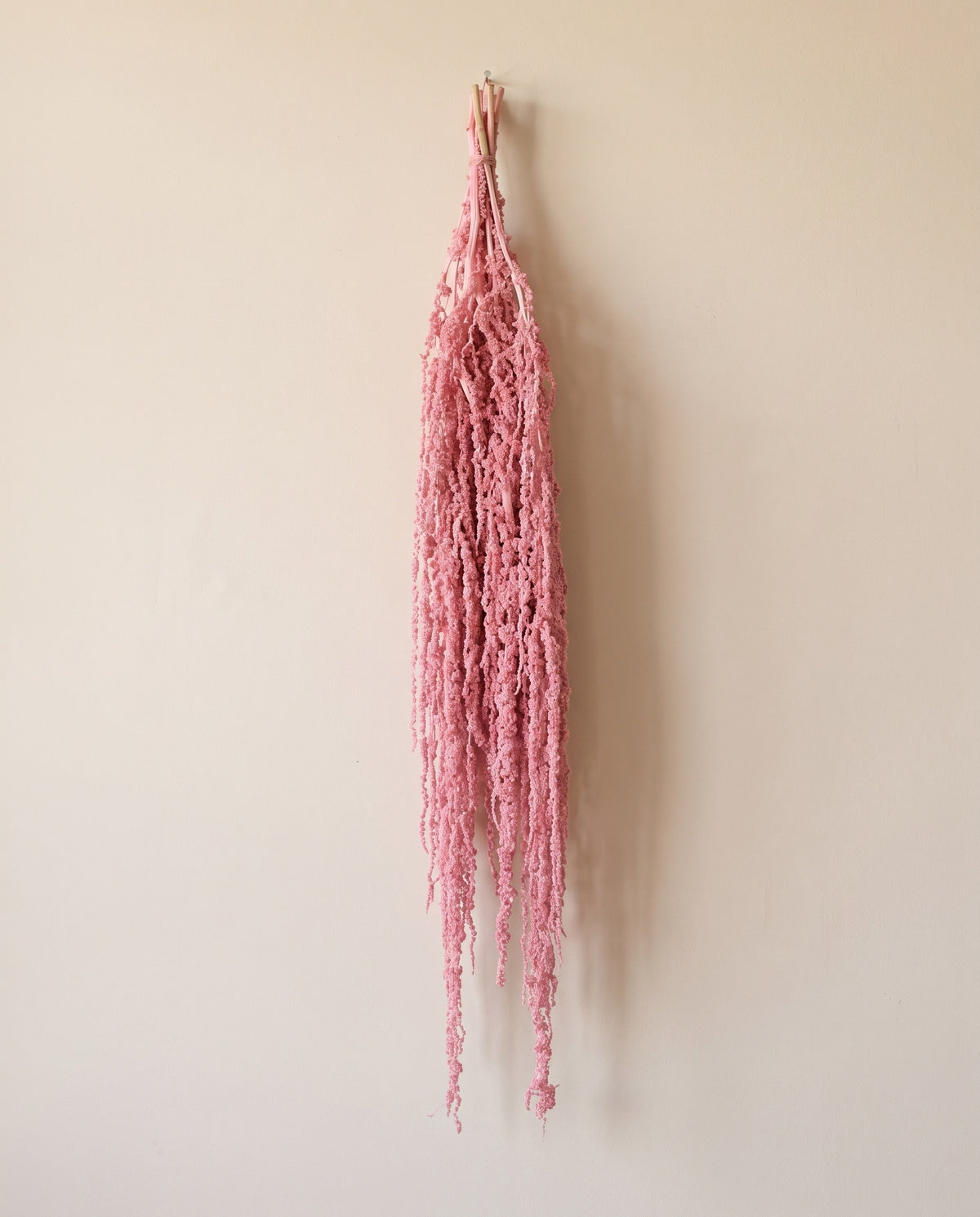 Amaranthus preservado rosa colgando, sobre fondo crema.