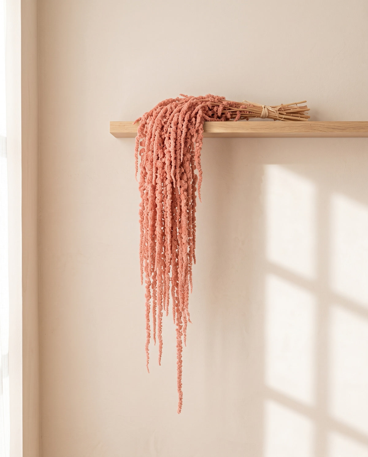 Amaranthus preservado salmón colgando de una balda de madera. Balda no incluida.