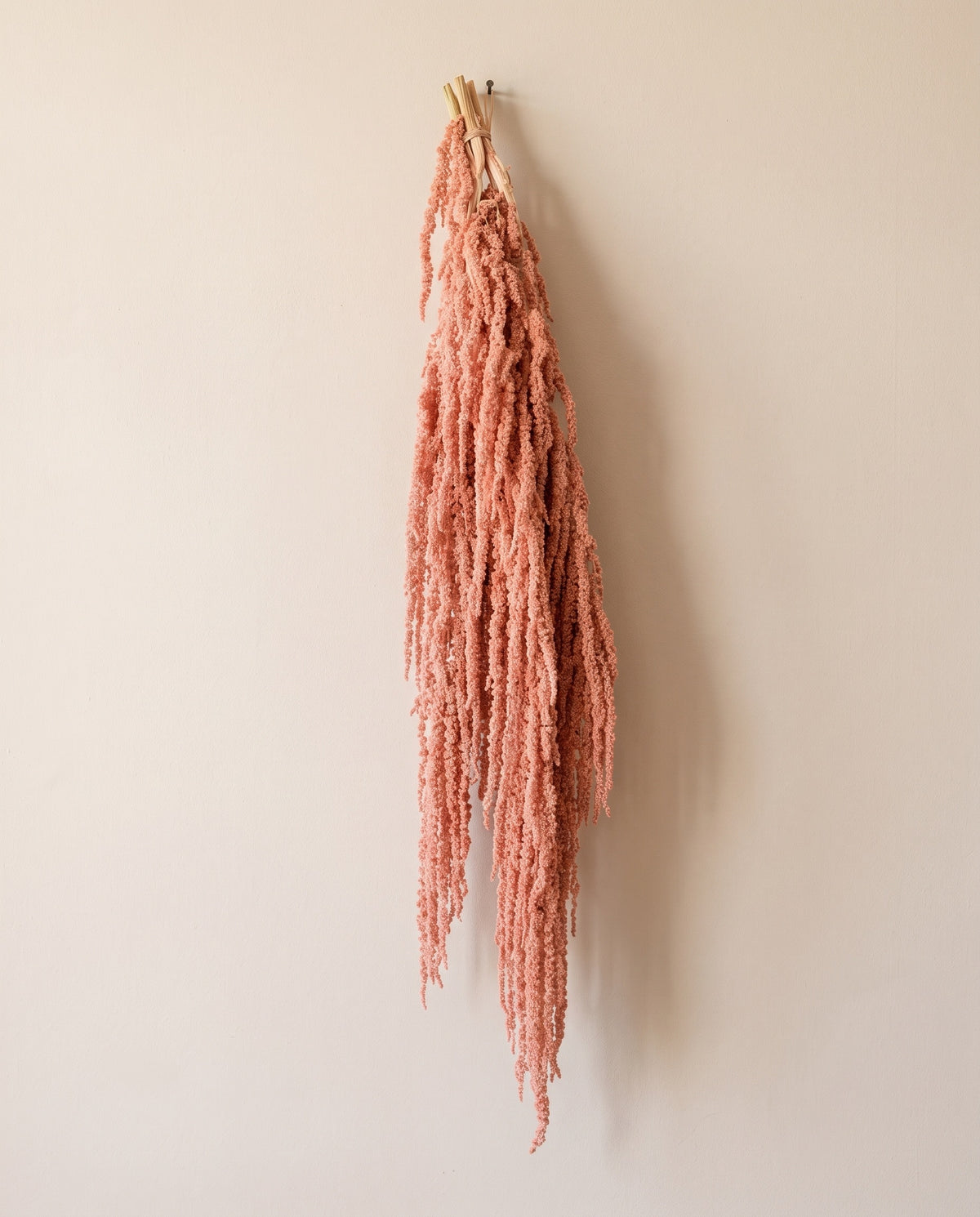 Amaranthus preservado salmón colgando, sobre fondo crema.