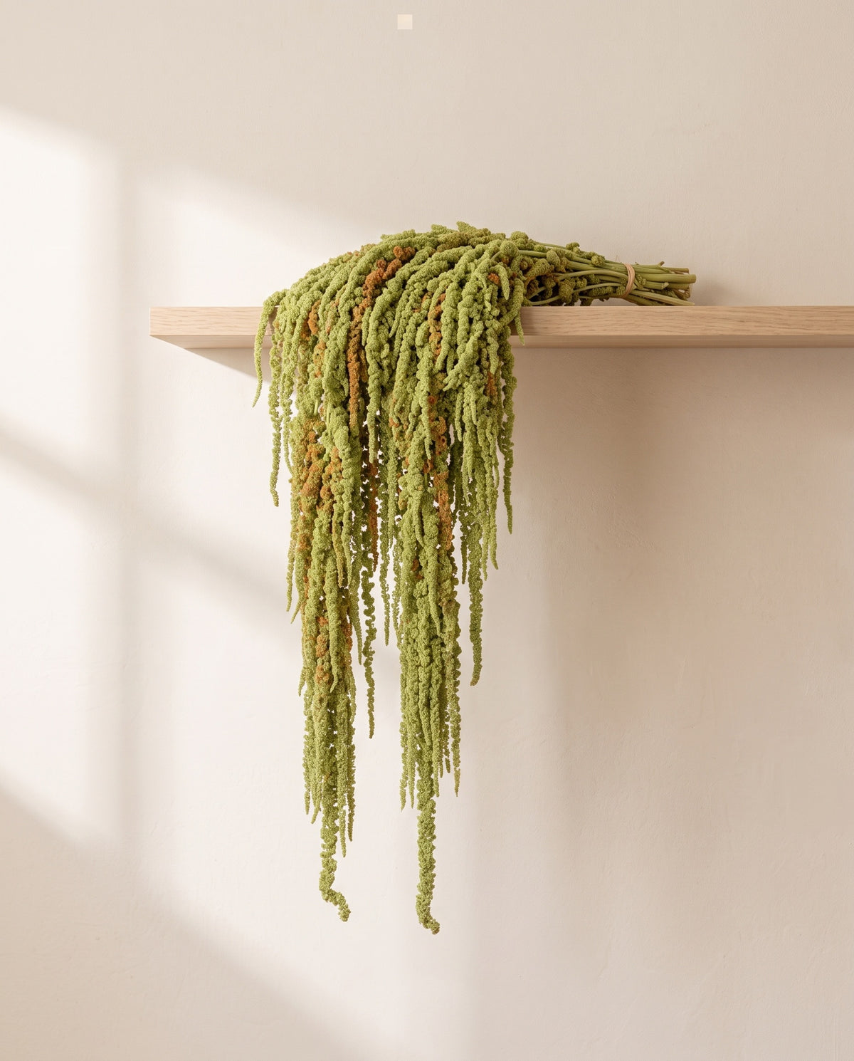 Amaranthus preservado verde claro colgando de una balda de madera. Balda no incluida.