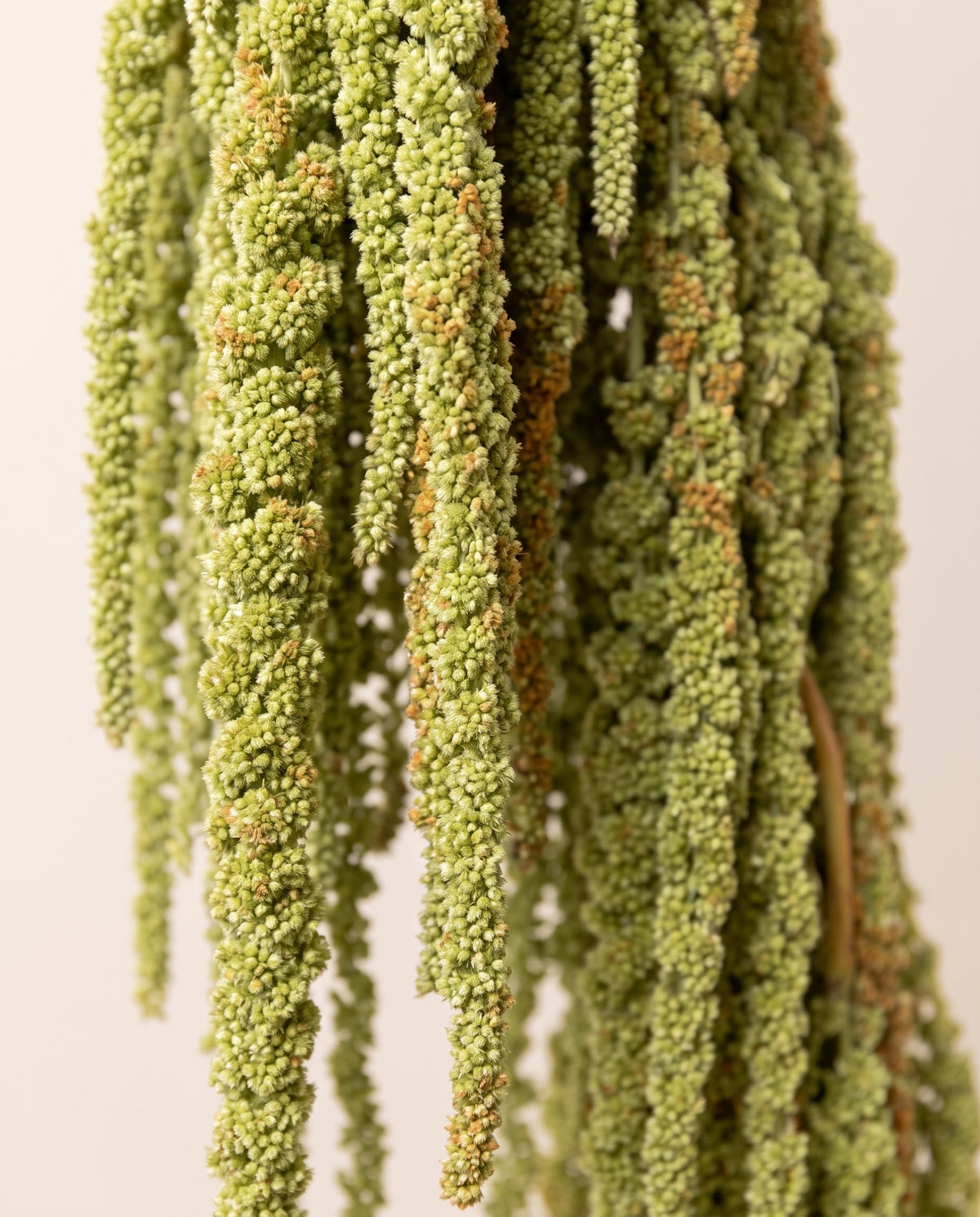 Detalle de cerca de amaranthus preservado verde claro.