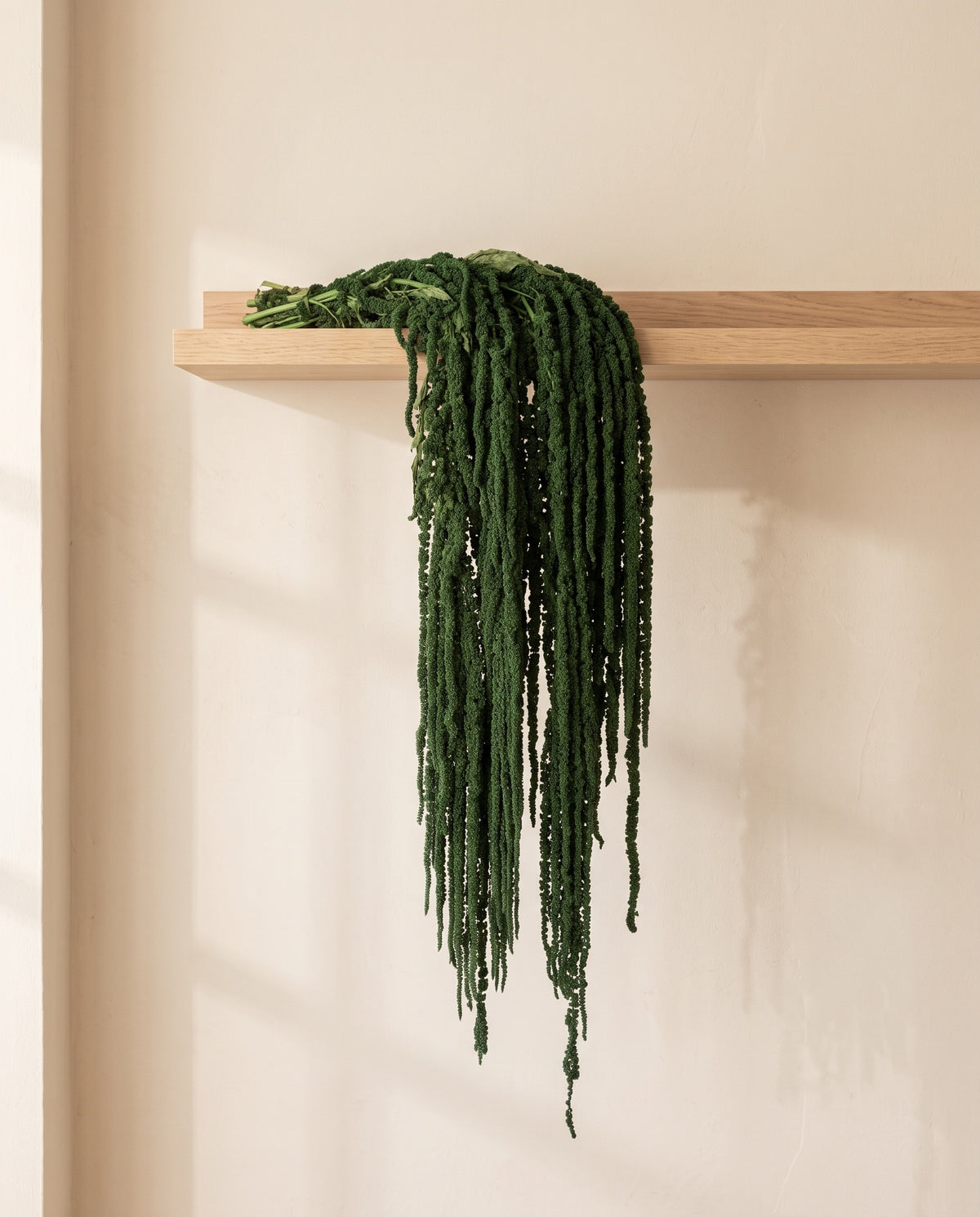 Amaranthus preservado verde oscuro colgando de una balda de madera. Balda no incluida.