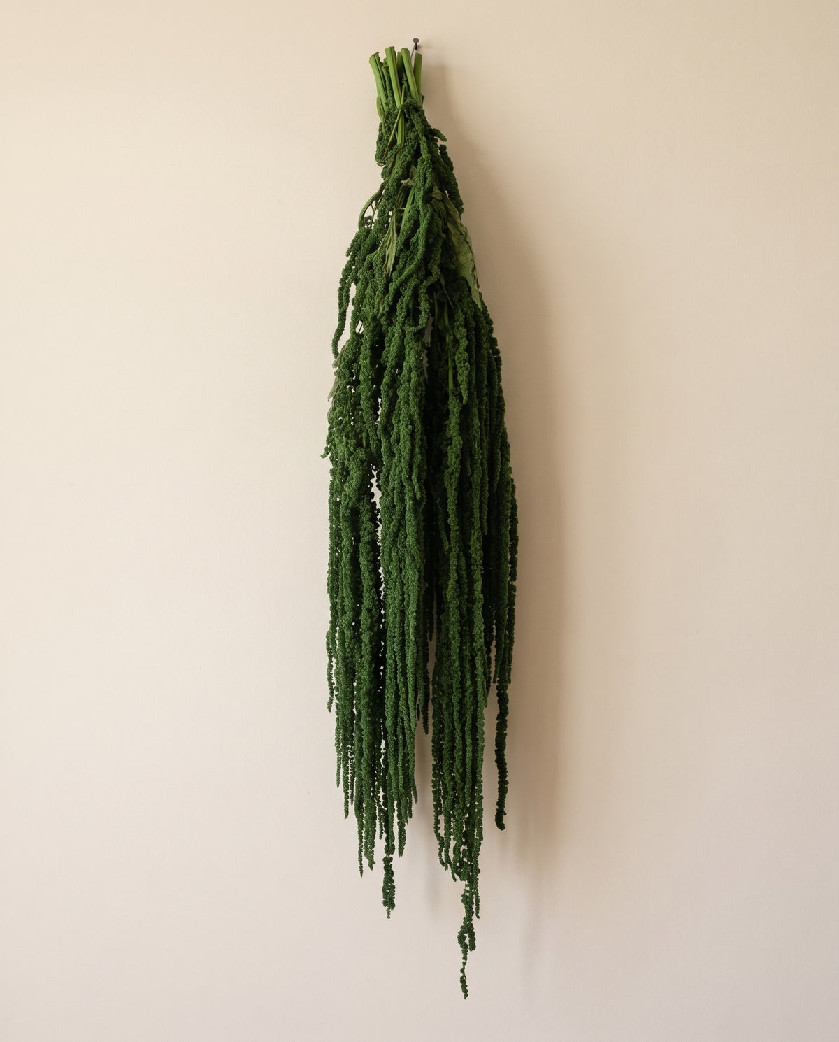 Amaranthus preservado verde oscuro colgando, sobre fondo crema.