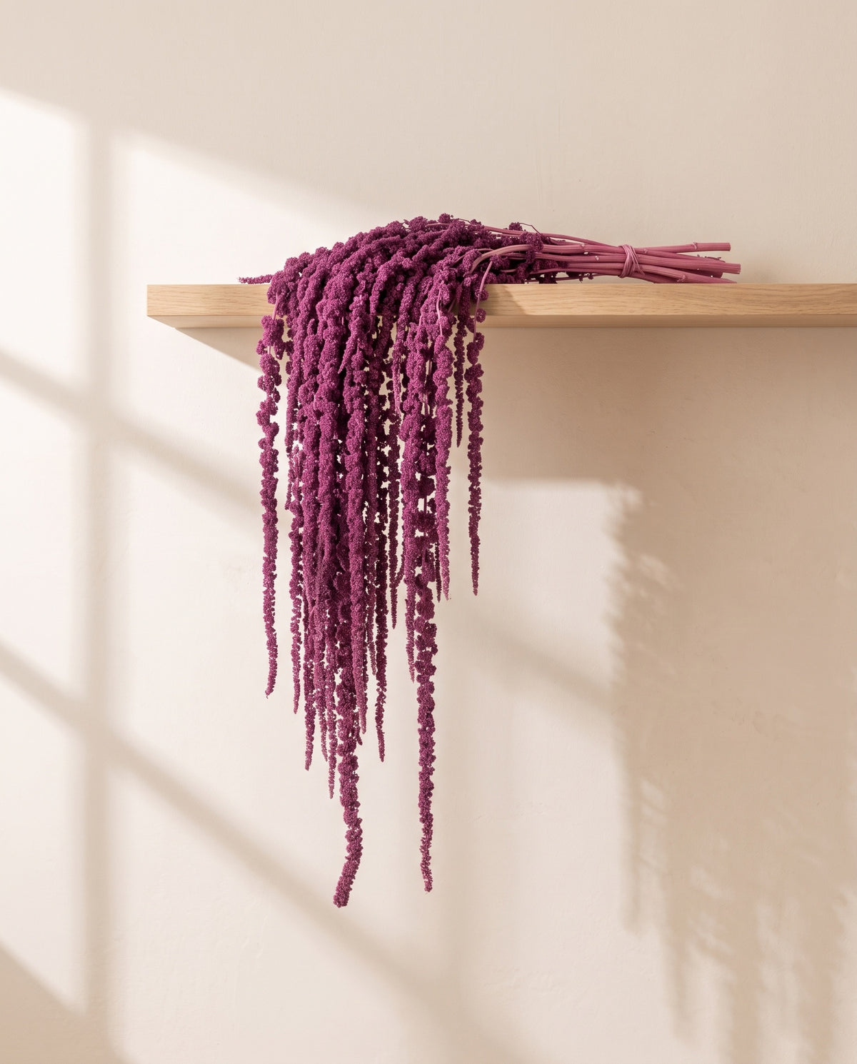 Amaranthus preservado violeta colgando de una balda de madera. Balda no incluida.