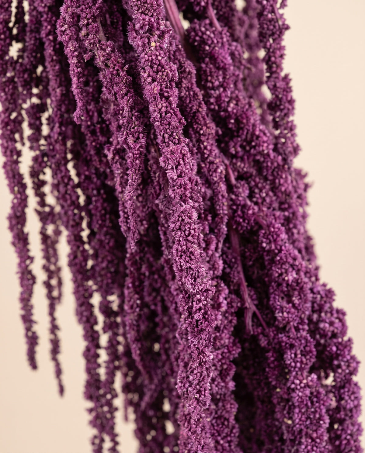 Detalle de cerca de amaranthus preservado violeta.