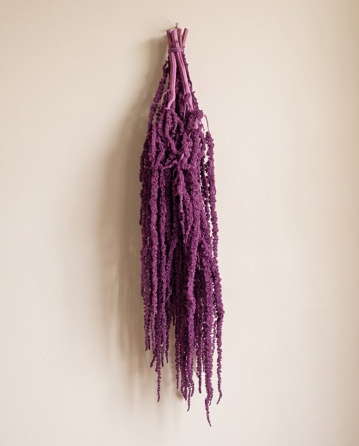 Amaranthus preservado violeta colgando, sobre fondo crema.