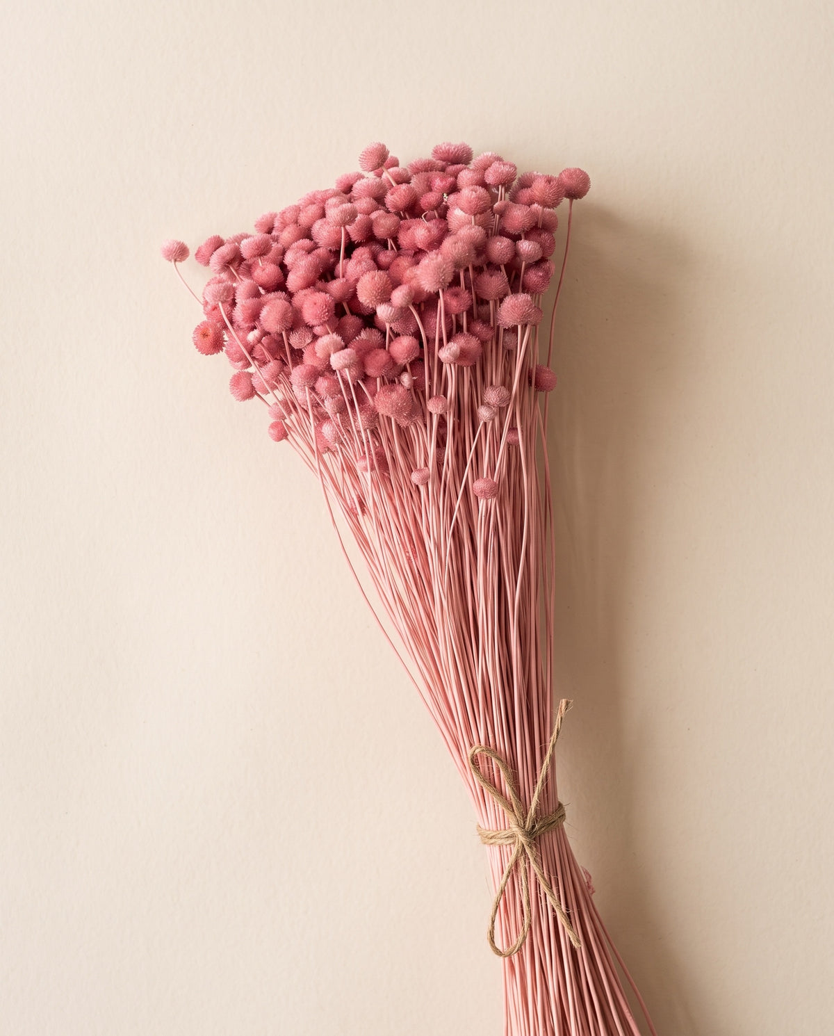 Amarelino seco cereza