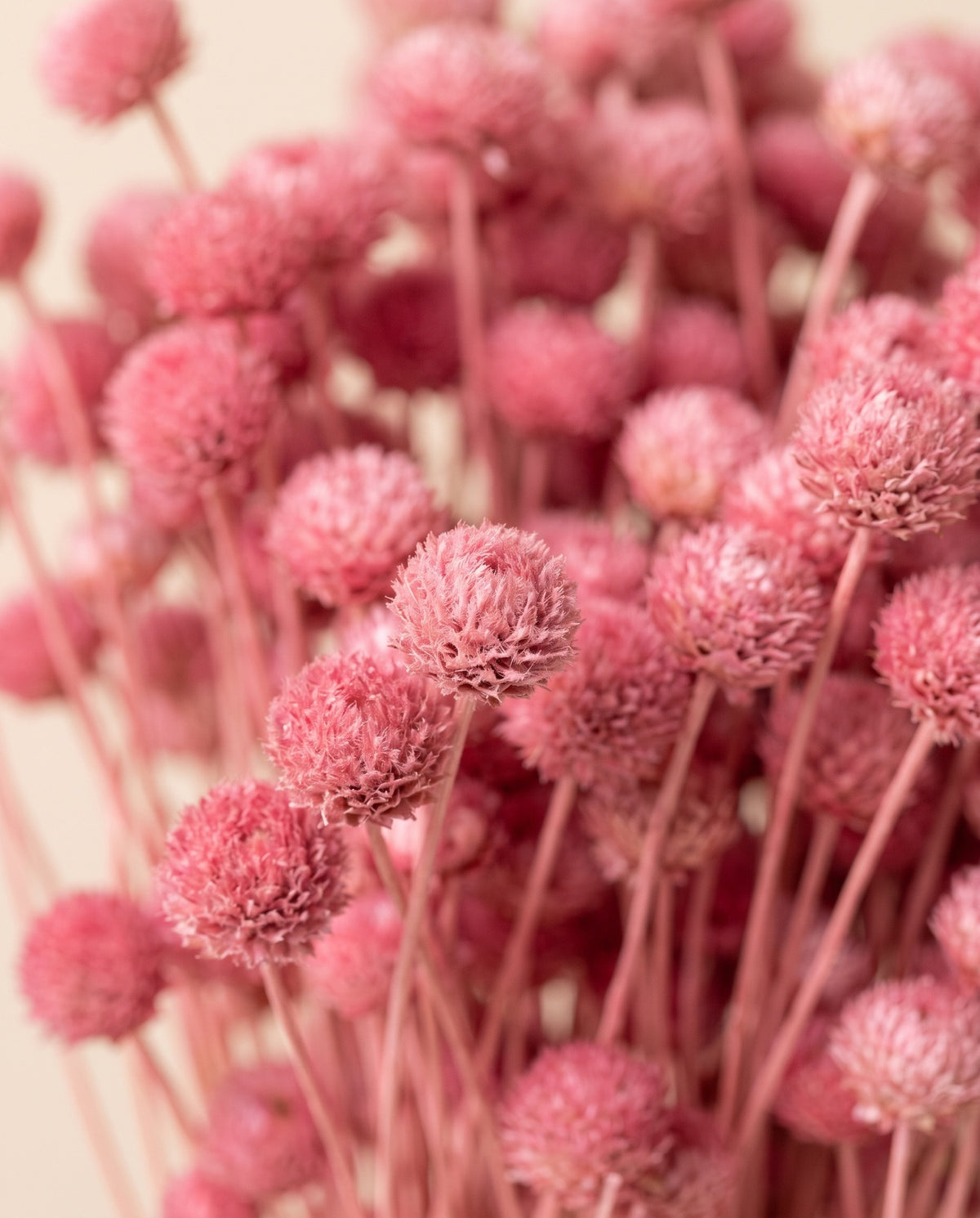 Detalle de cerca de amarelino seco cereza.