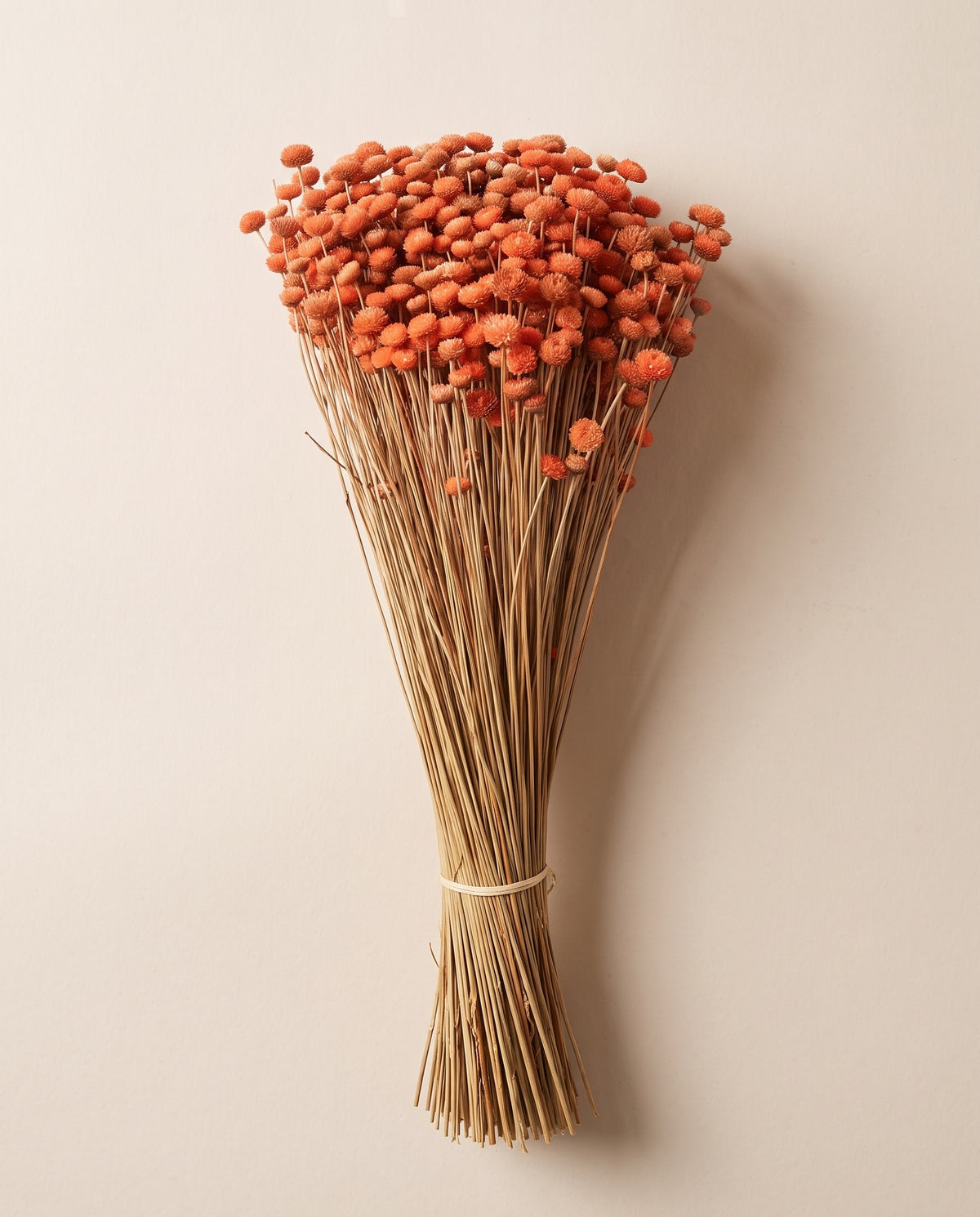 Amarelino seco coral