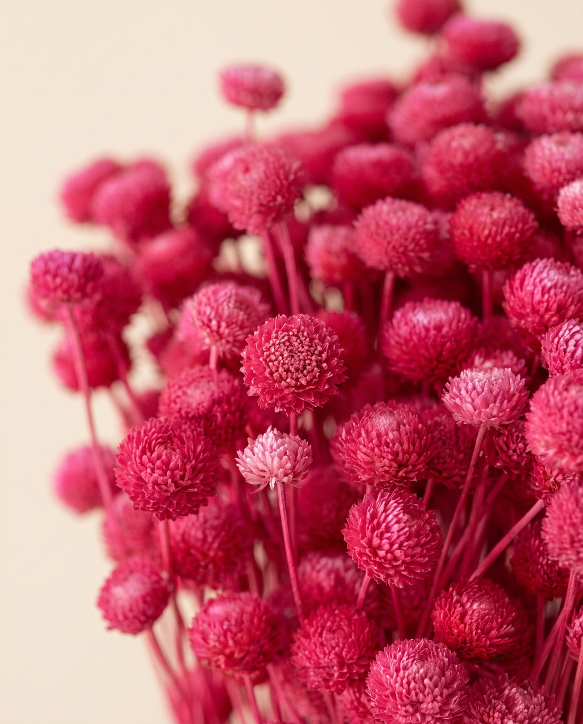 Detalle de cerca de amarelino seco fucsia.
