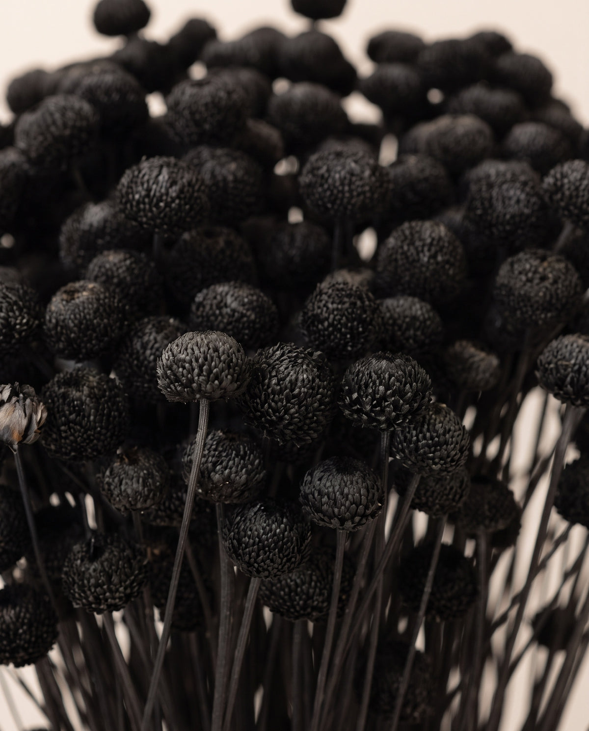 Detalle de cerca de amarelino seco negro.