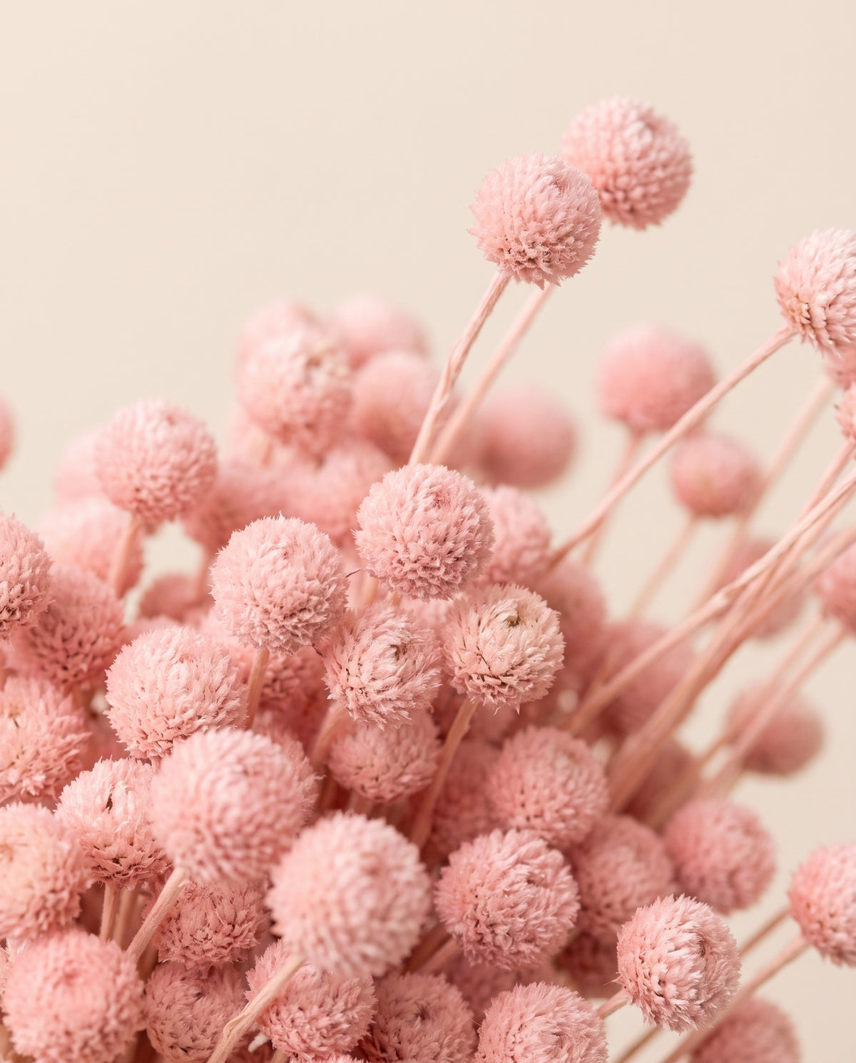 Detalle de cerca de amarelino seco rosa claro.