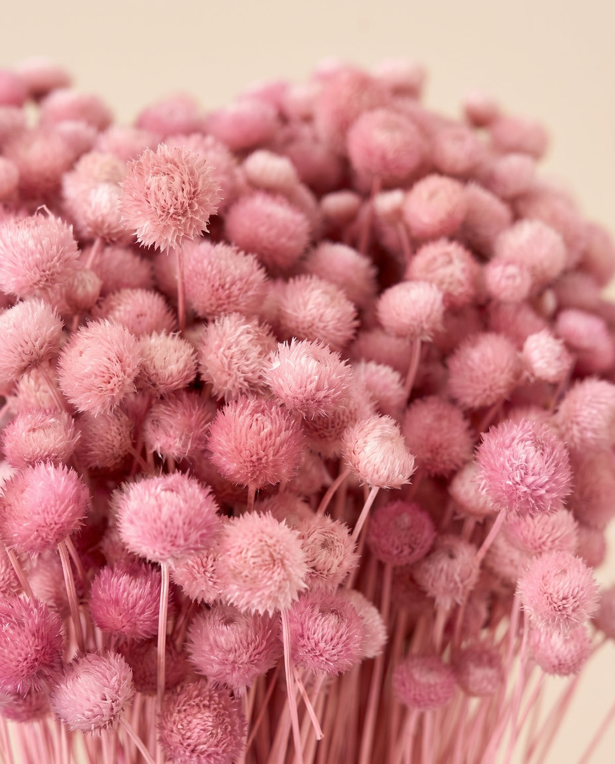 Detalle de cerca de amarelino seco rosa.