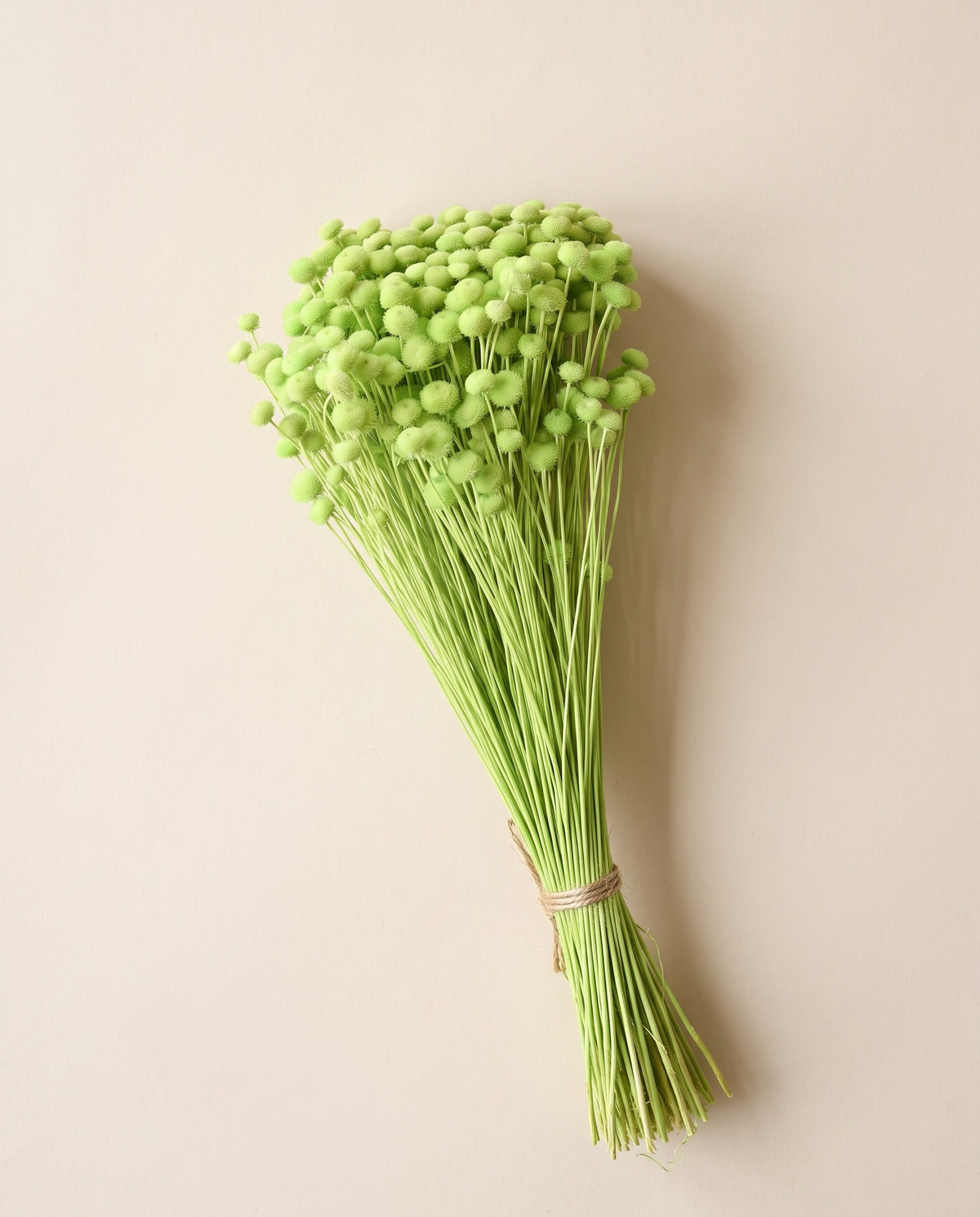 Amarelino seco verde pistacho