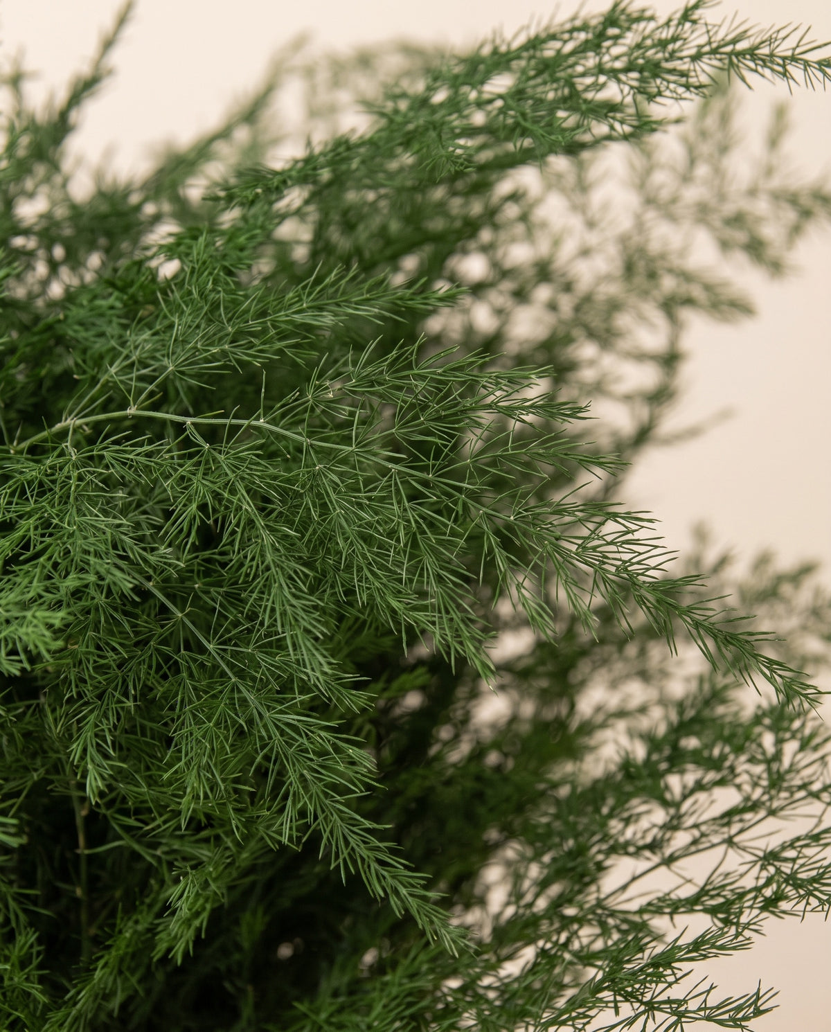 Detalle de cerca de asparagus preservado grande verde
