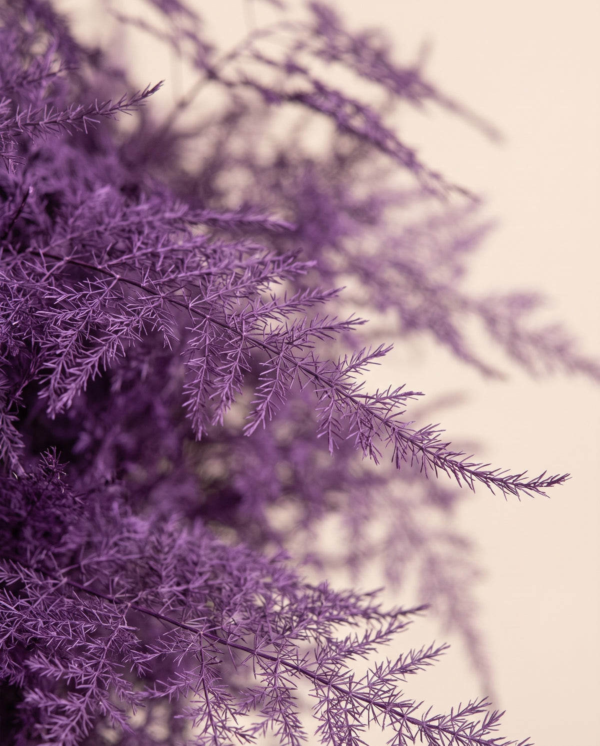 Detalle de cerca de asparagus preservado morado