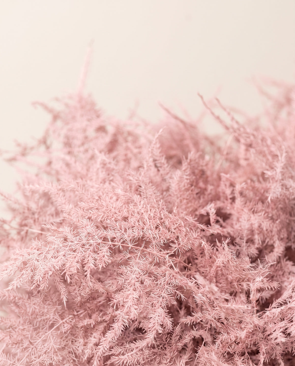 Detalle de cerca de asparagus preservado rosa claro
