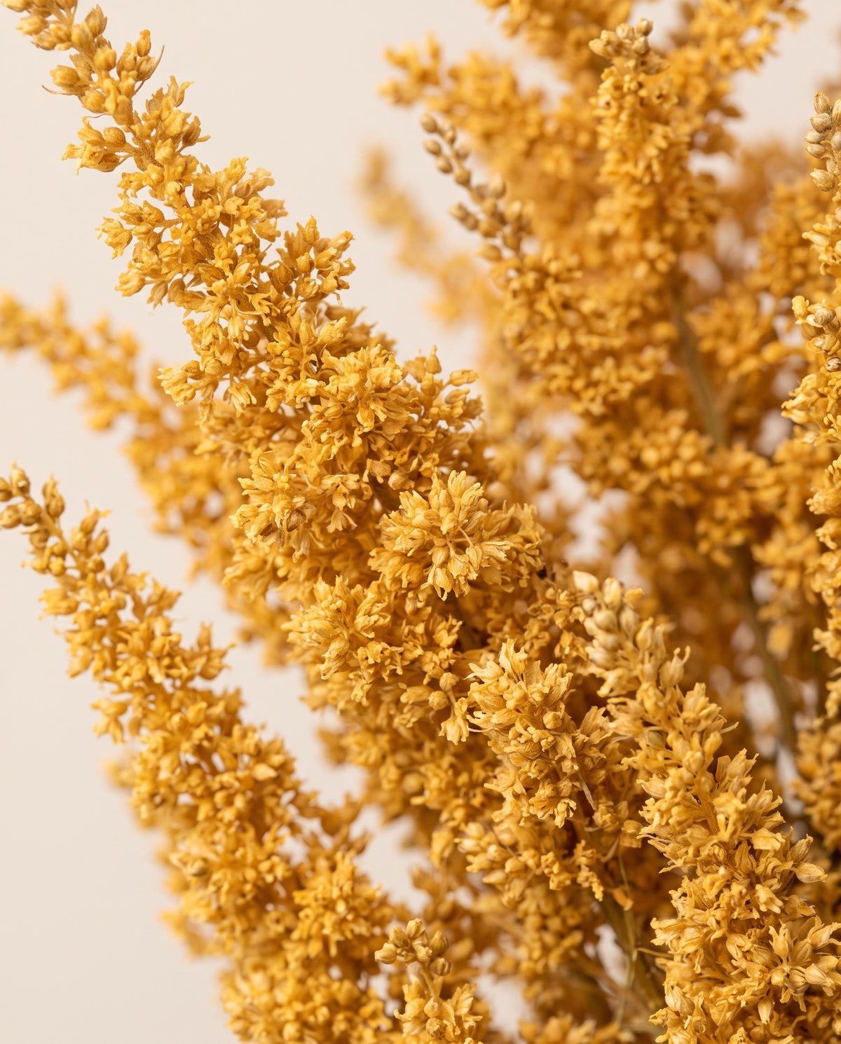 Detalhe de perto de astilbe preservada amarela.
