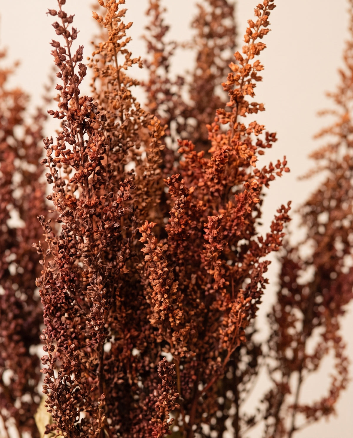 Detalhe de perto de astilbe preservada cereja.